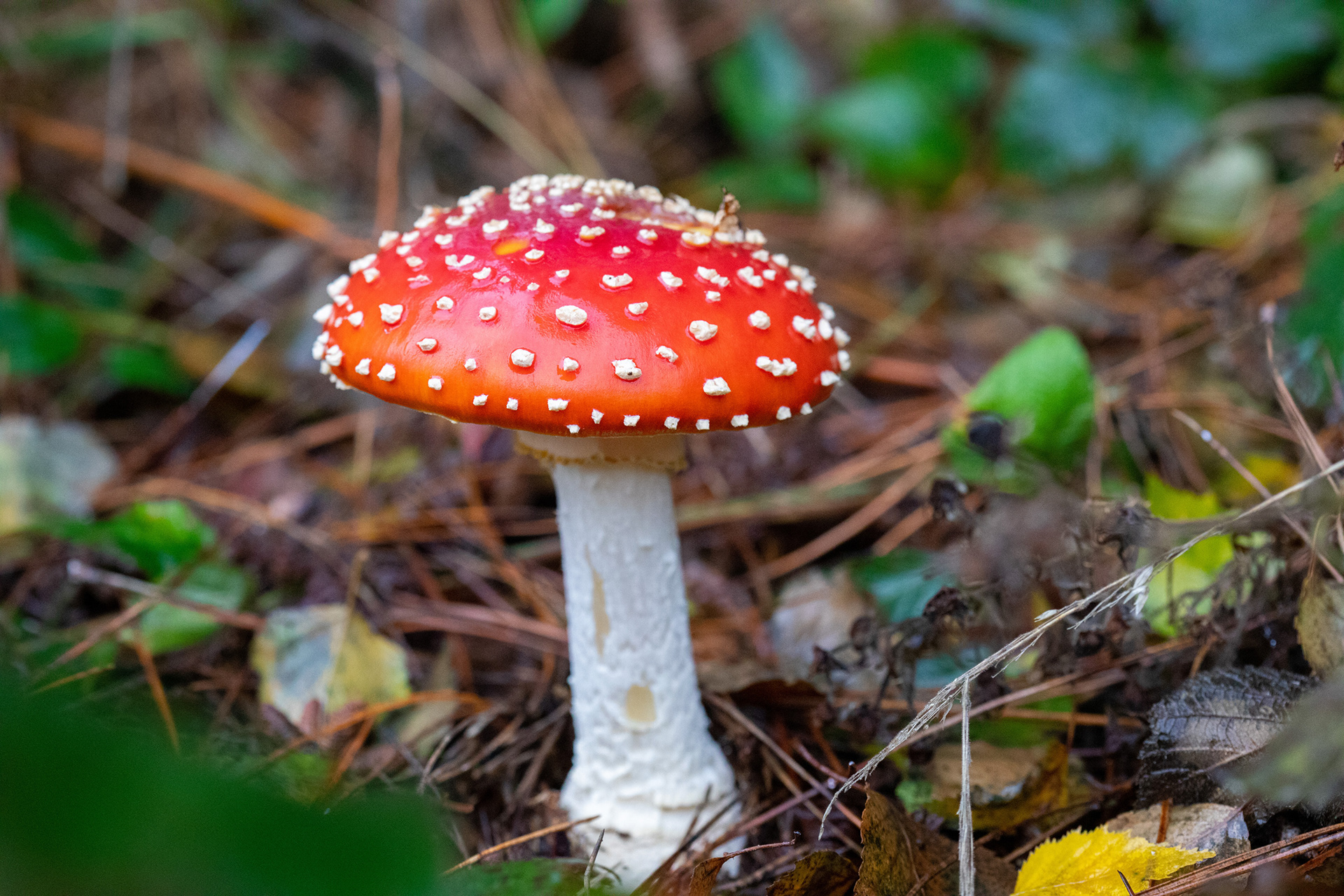 Fly Agaric
