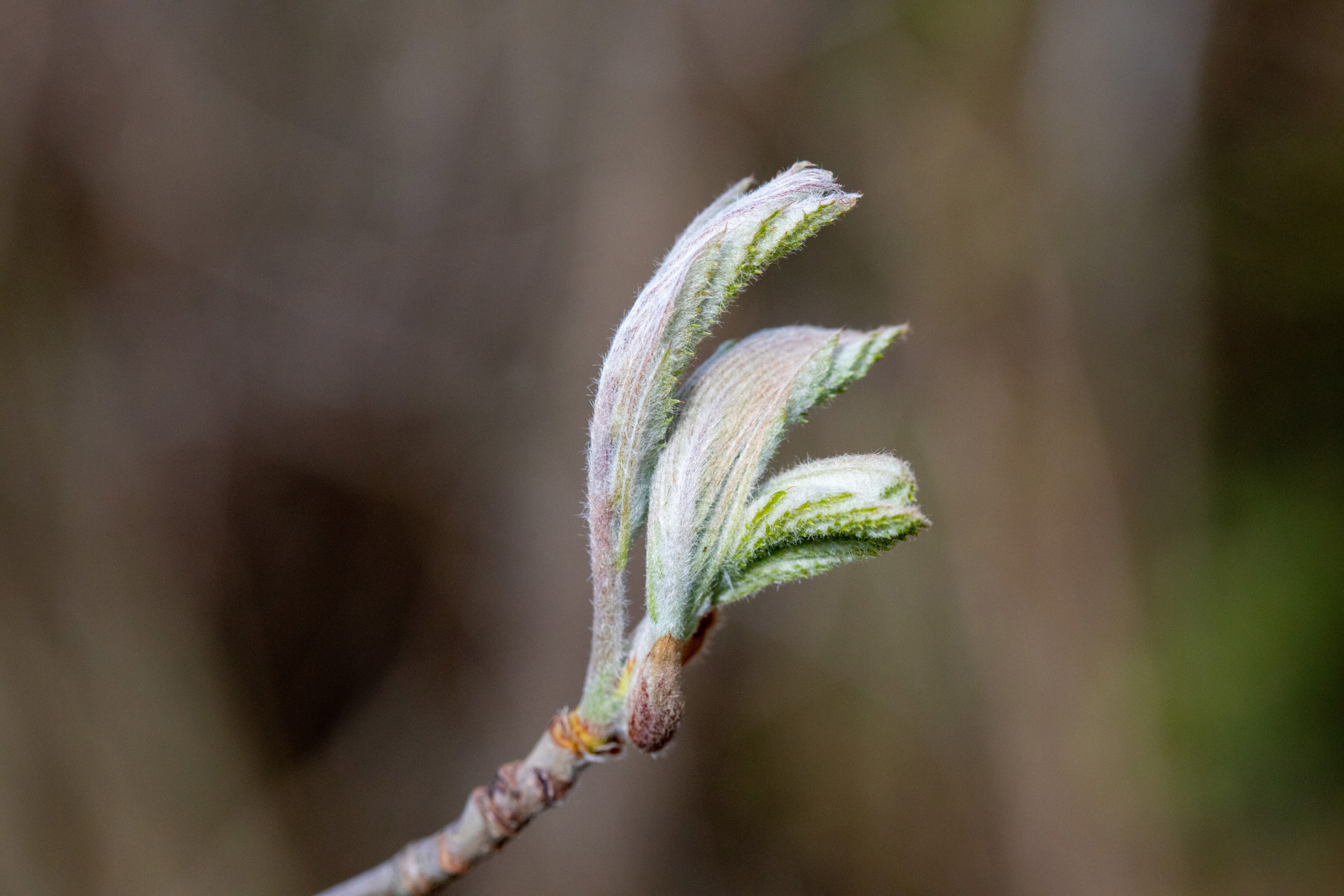 Young leaves