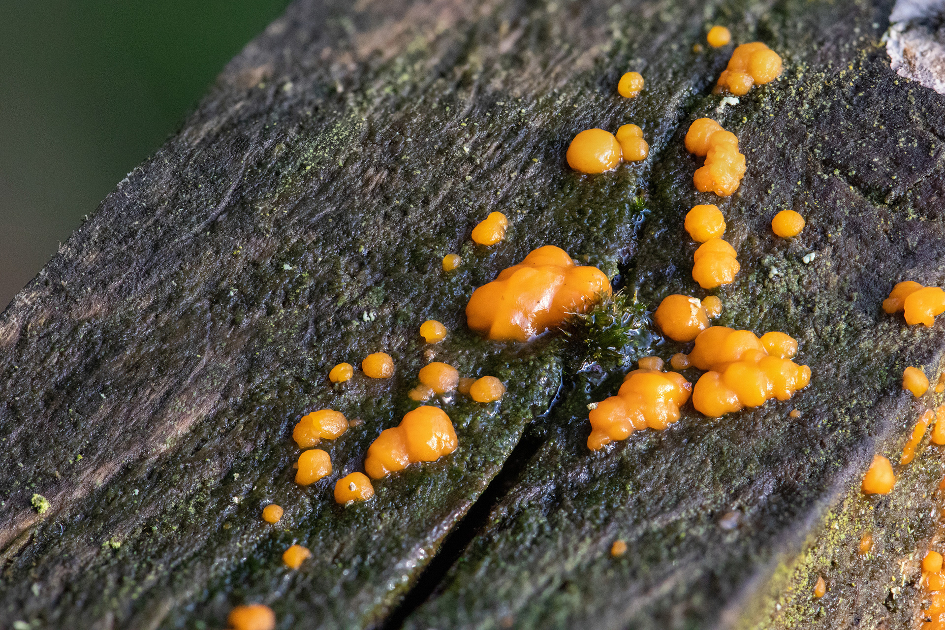 Common Jellyspot Fungus