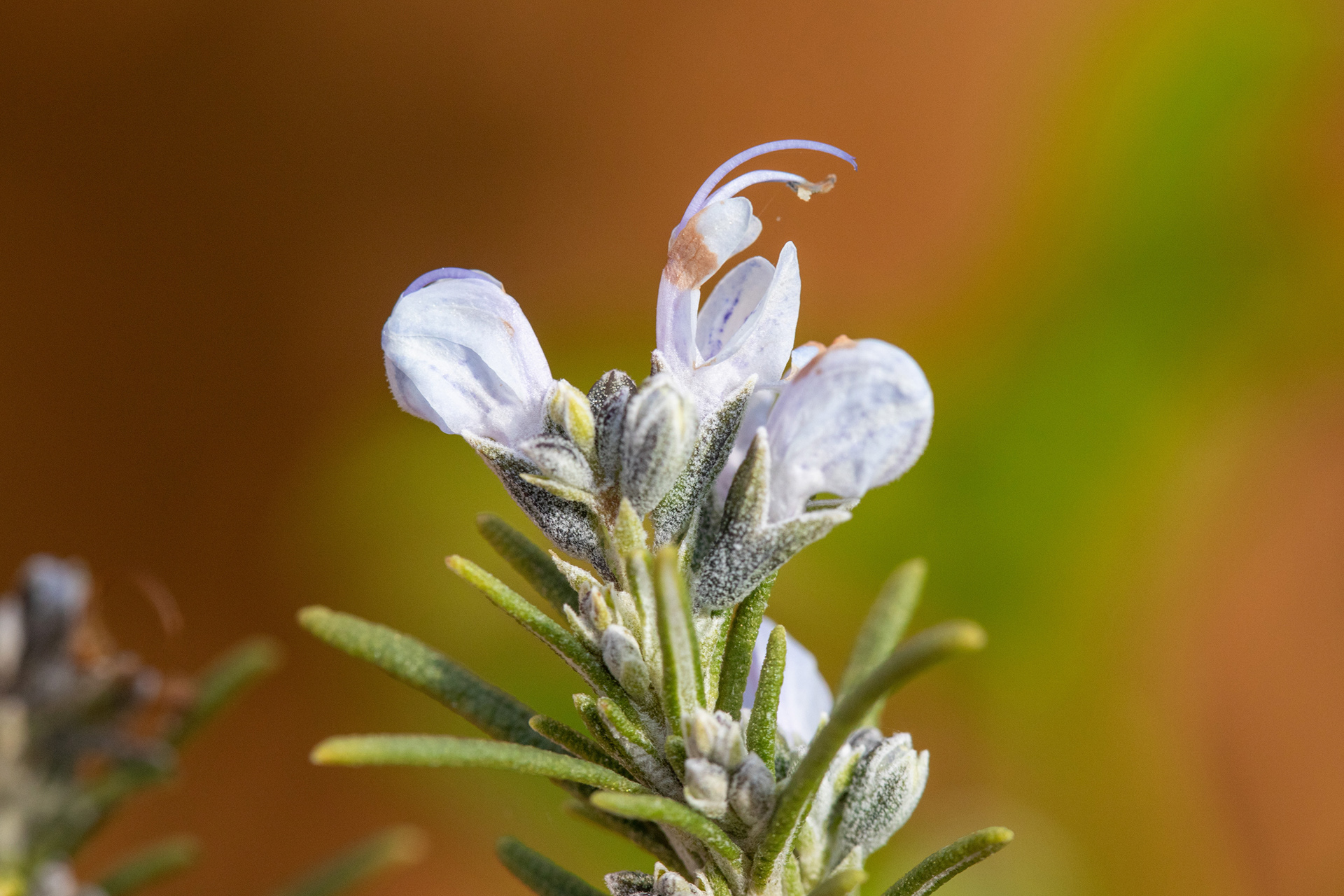 Rosemary