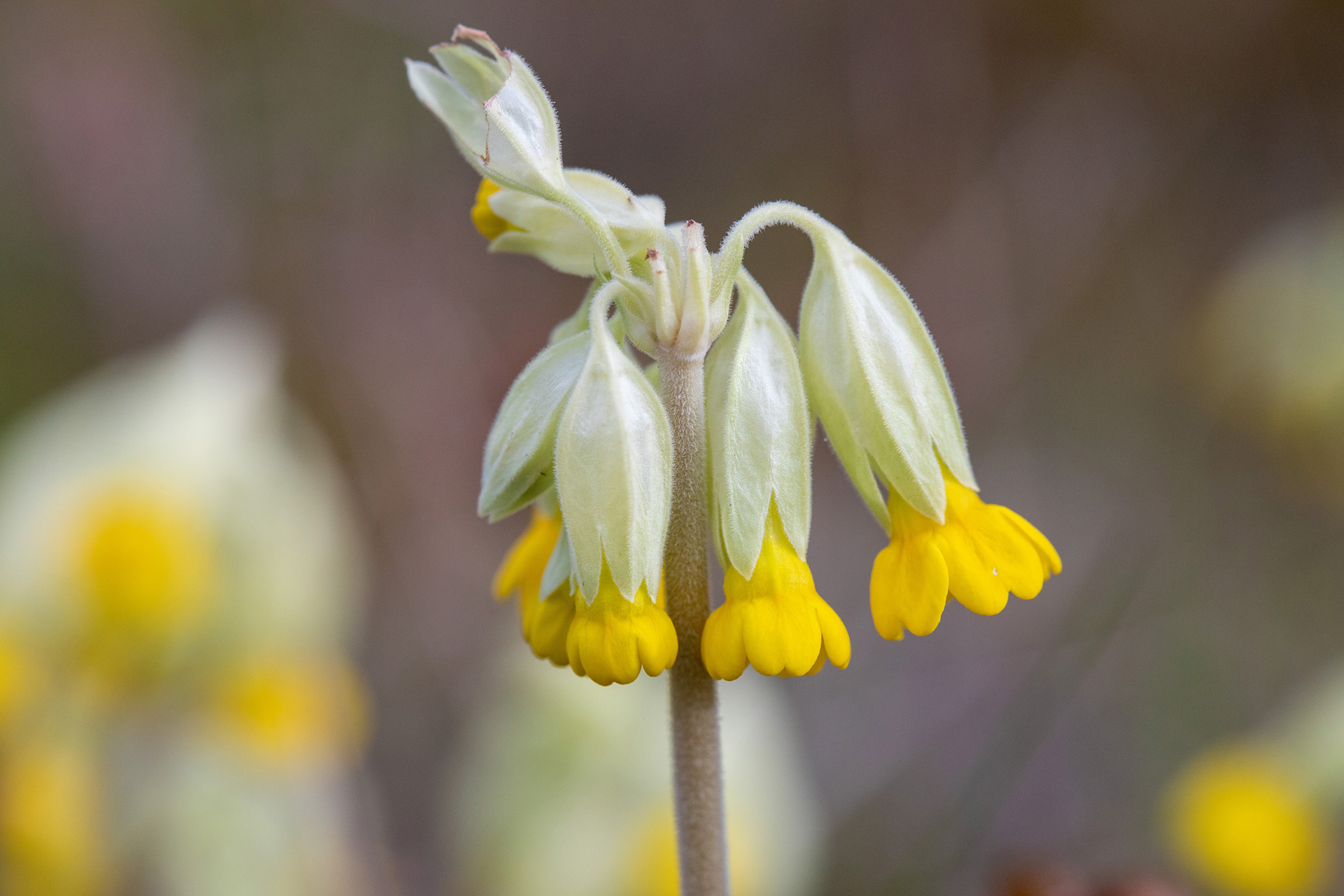 Cowslip