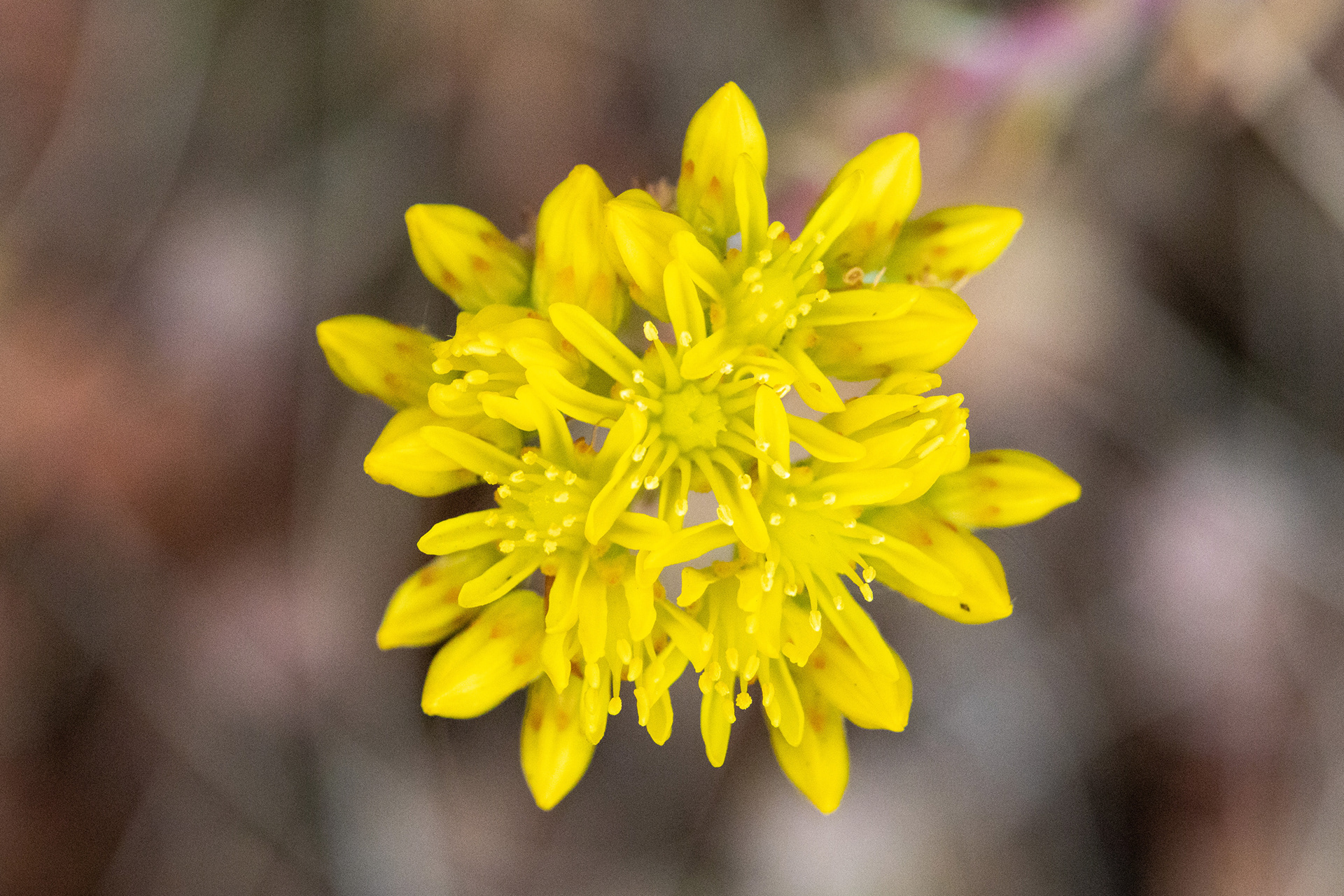 Reflexed Stonecrop
