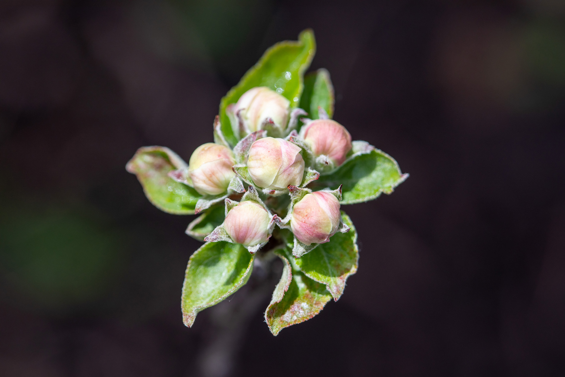 Apple blossom