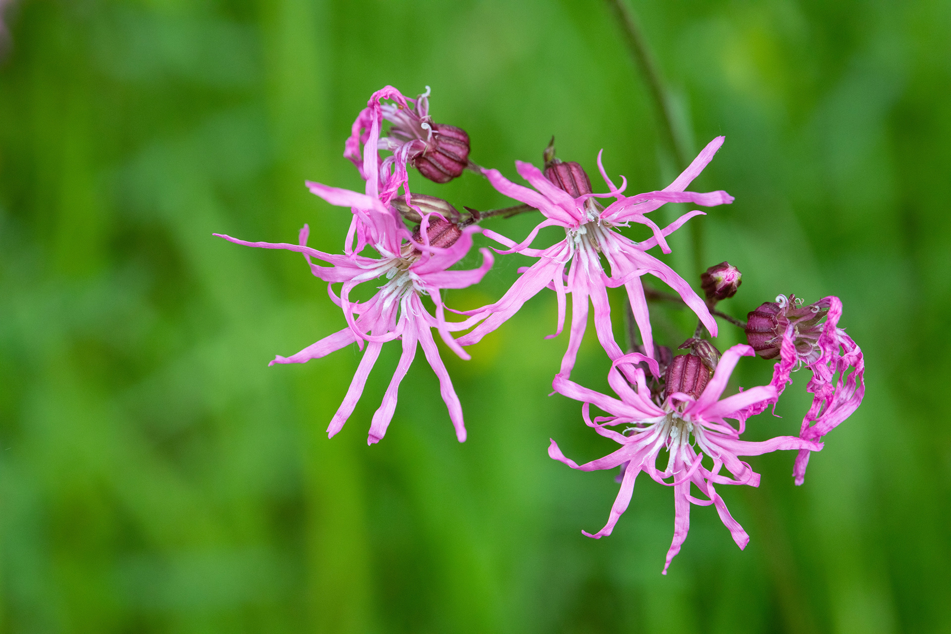 Ragged Robin