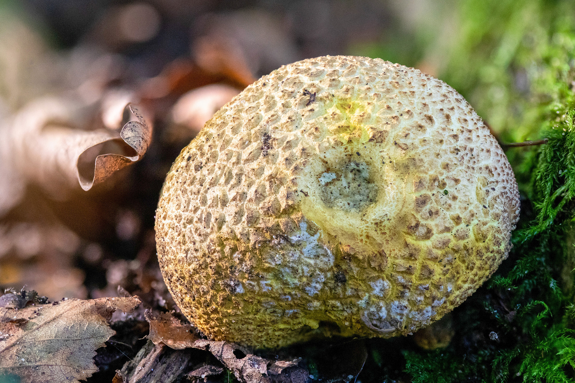 Puffball