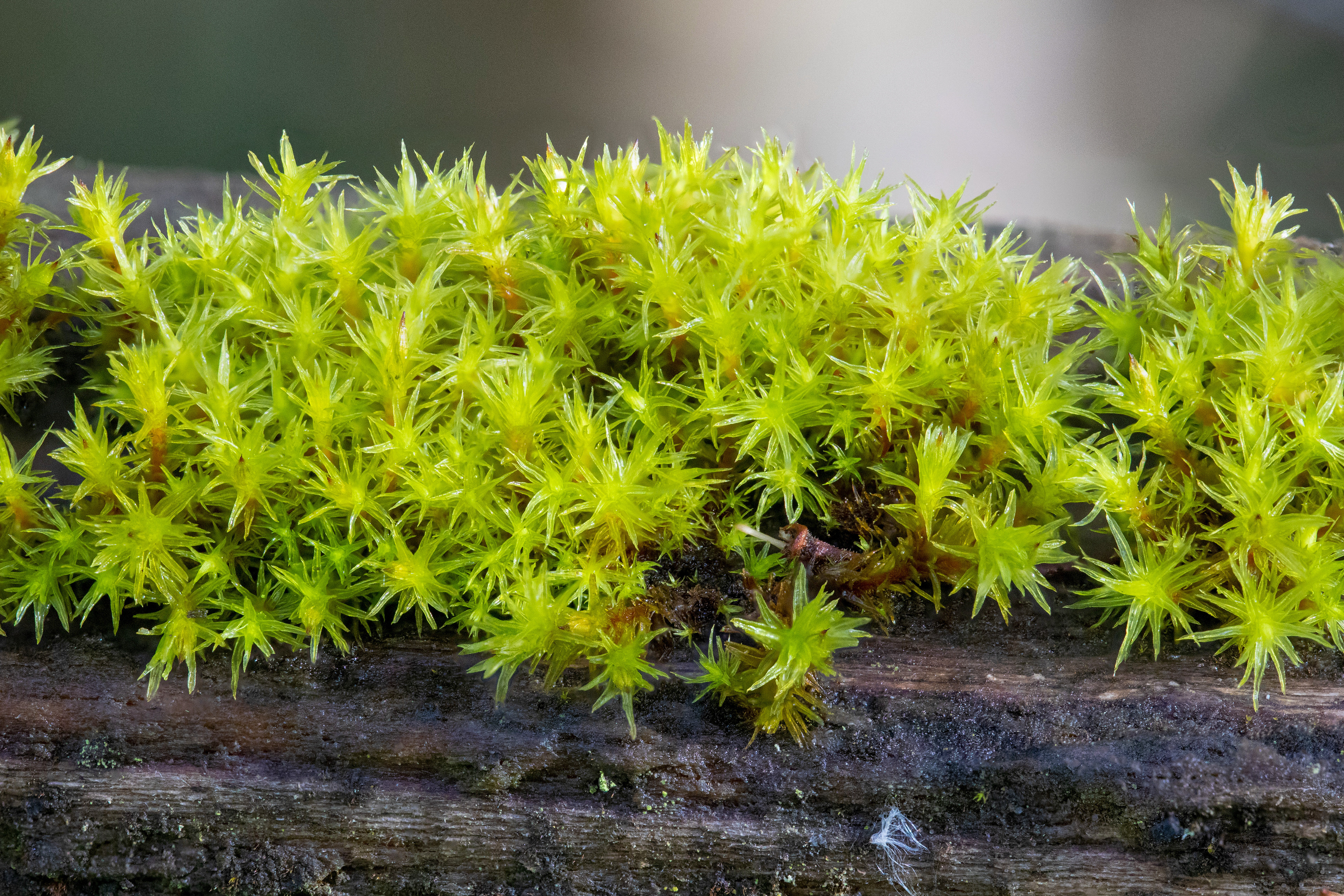 Moss