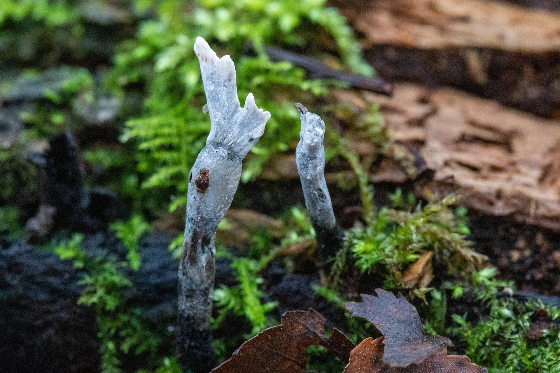 Candlesnuff fungus
