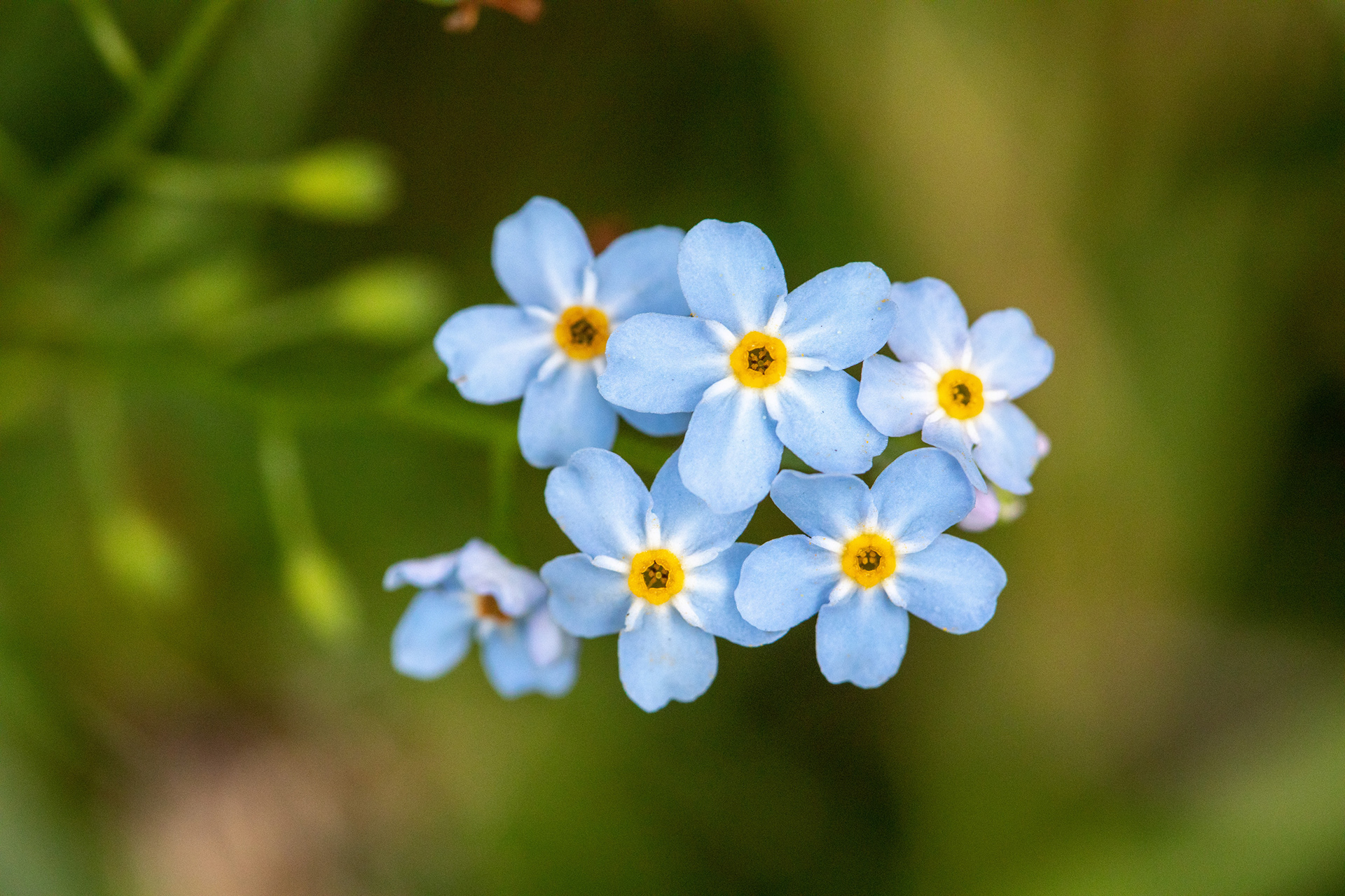 Forget-Me-Not