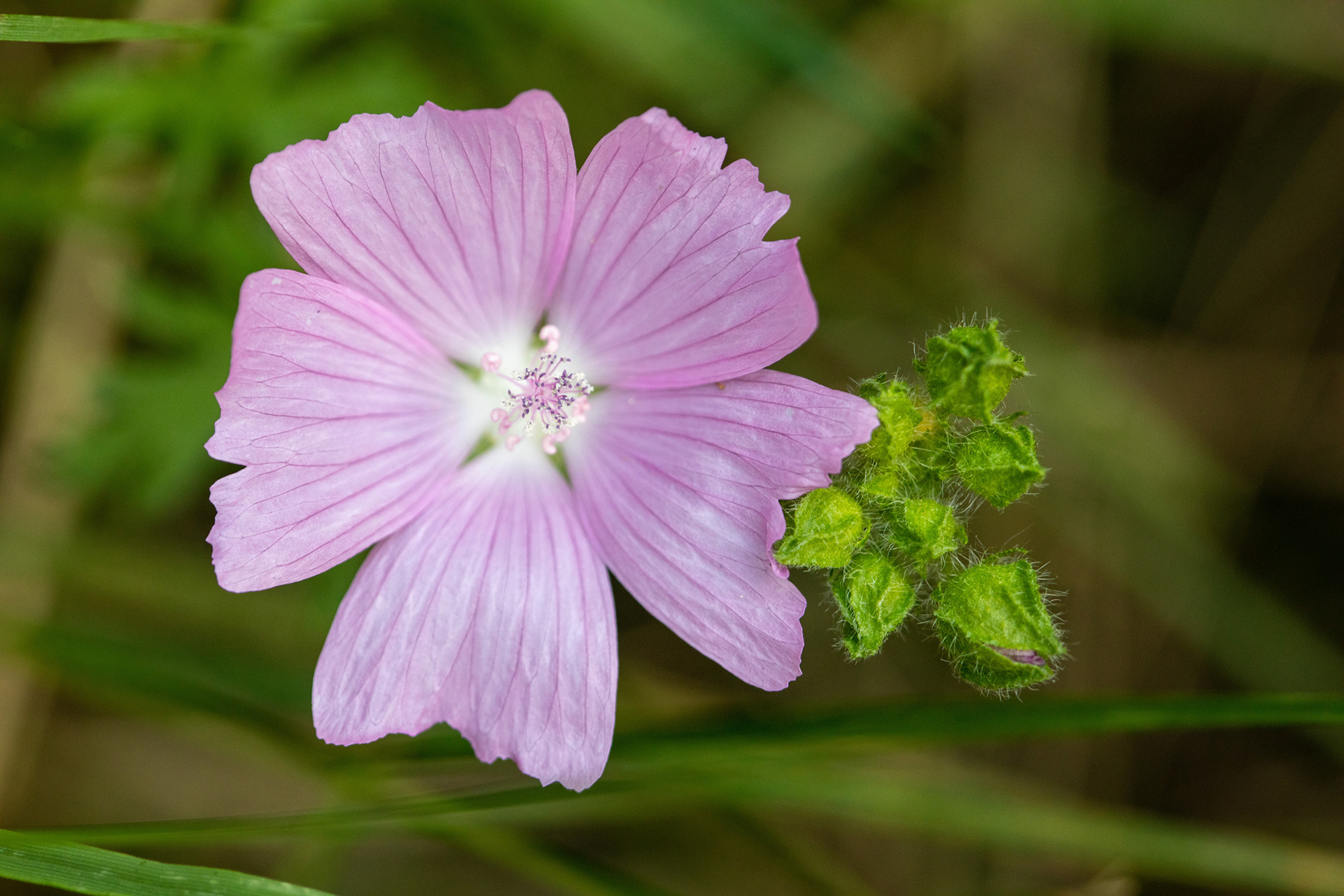 Mallow