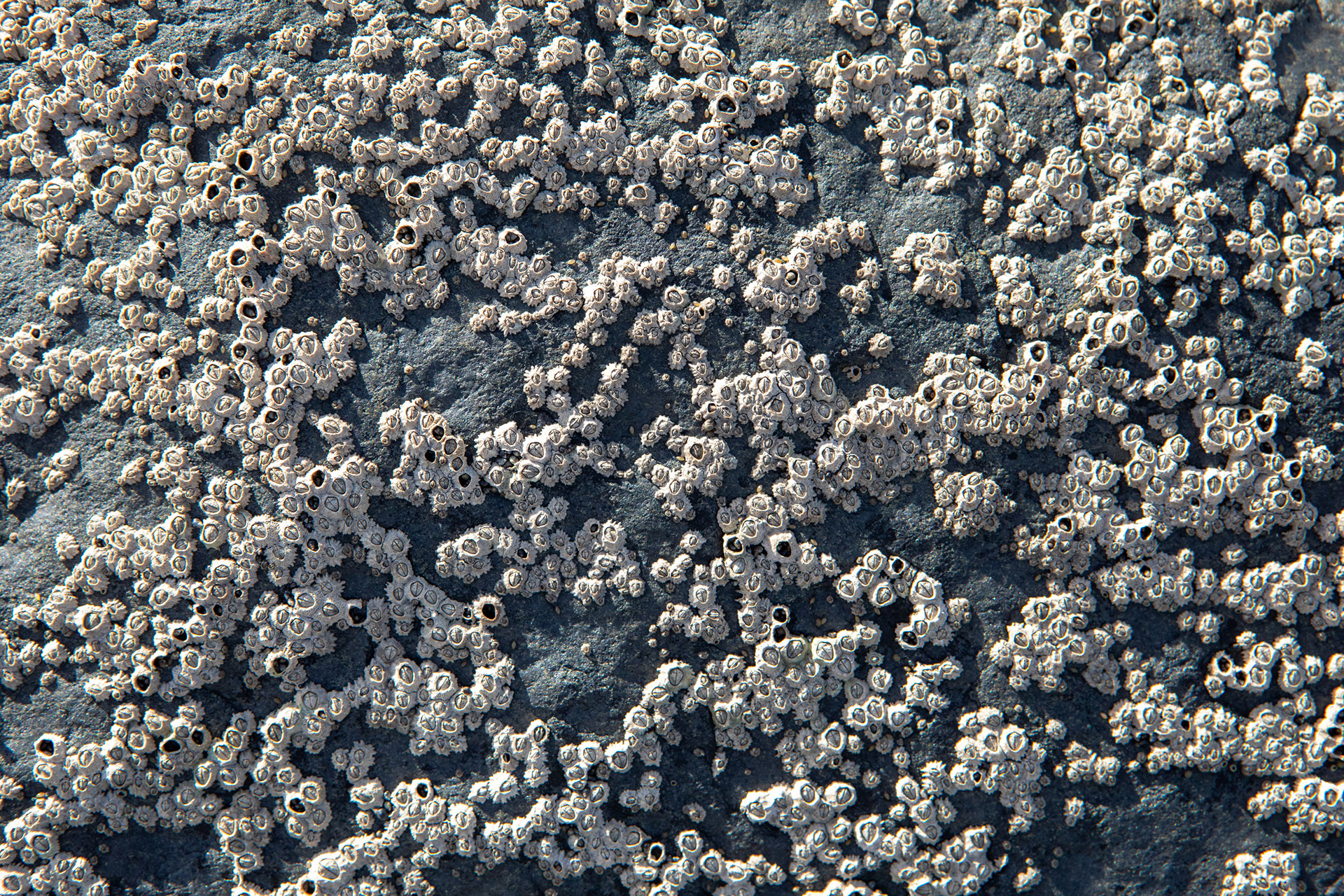 Barnacles at Carrickfinn