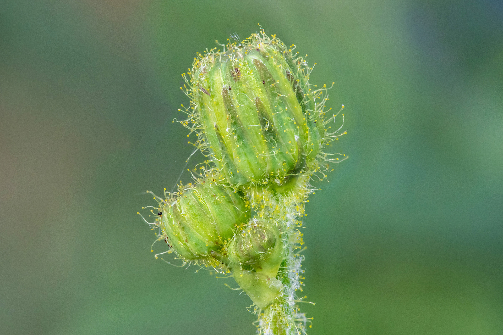 Sow Thistle