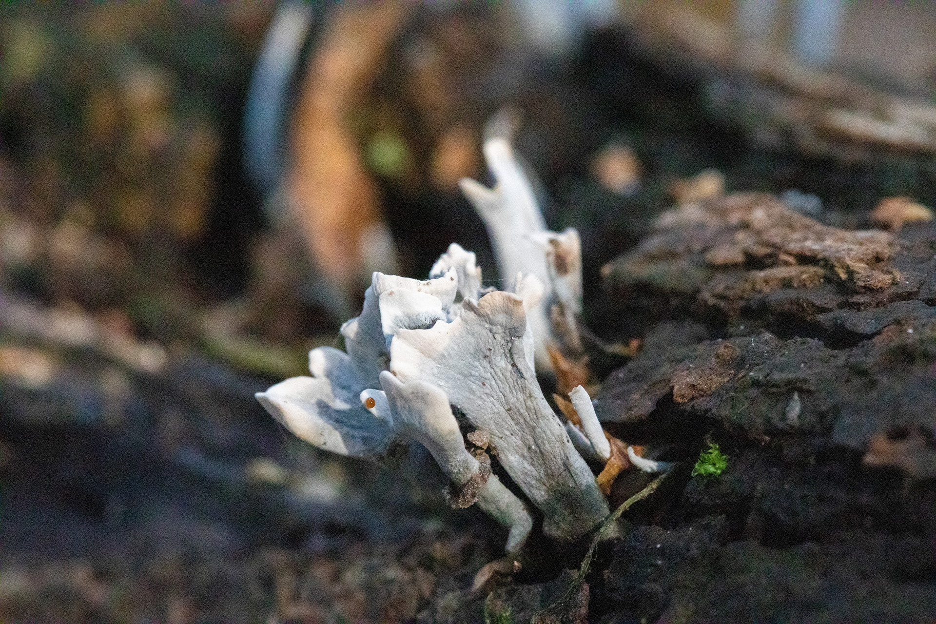 Candlesnuff fungus