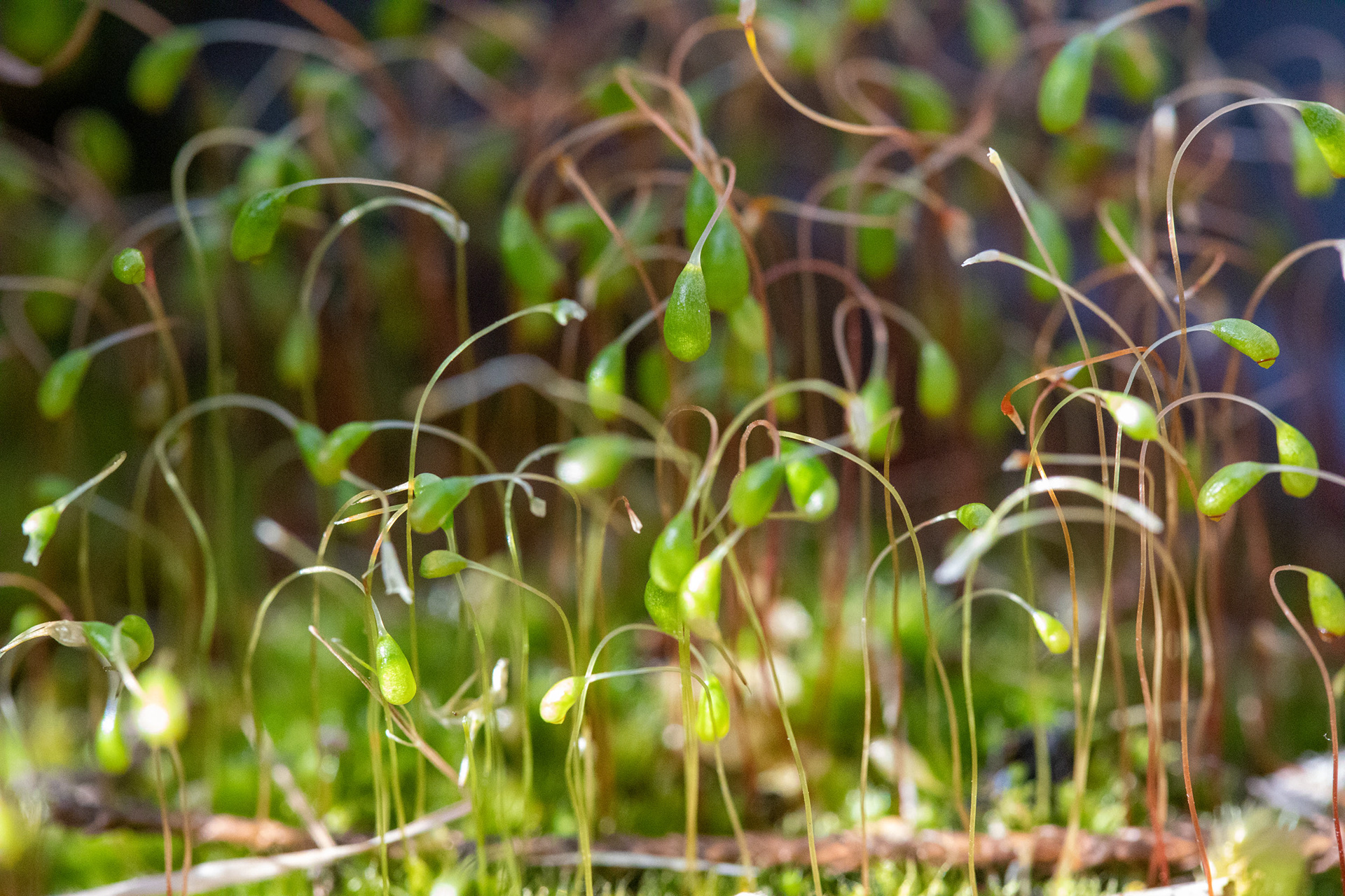 Moss
