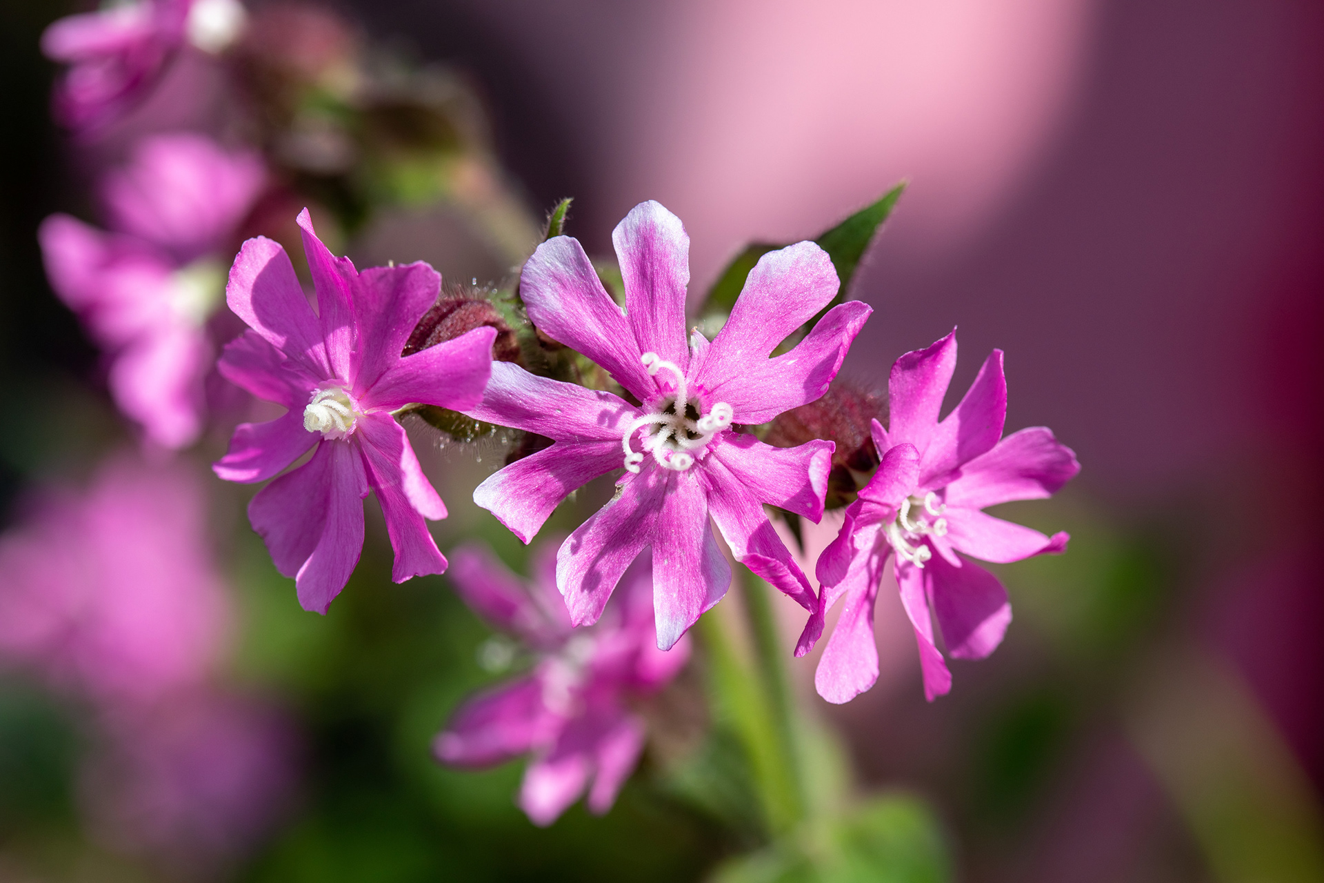 Red Campion