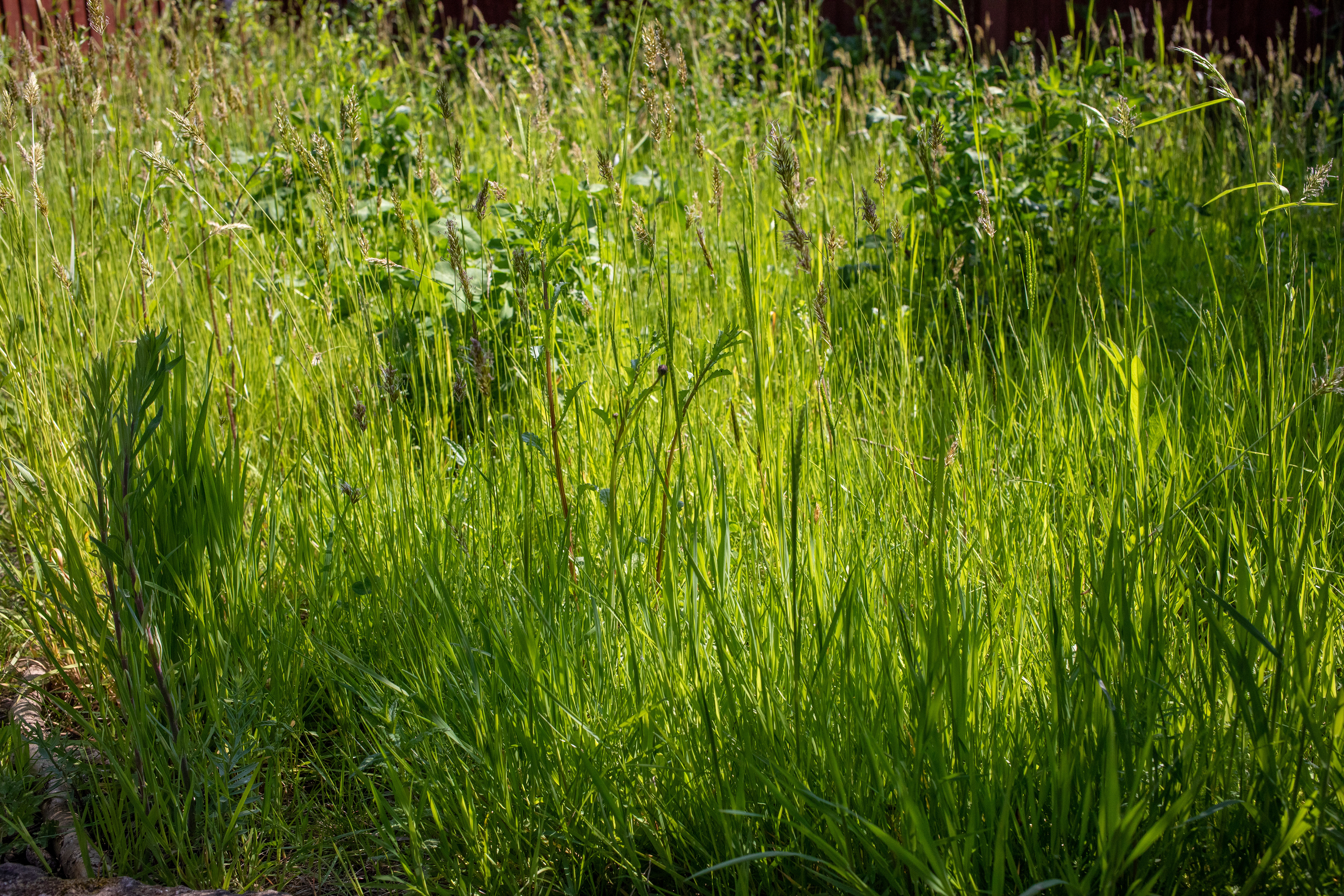 Mini-meadow