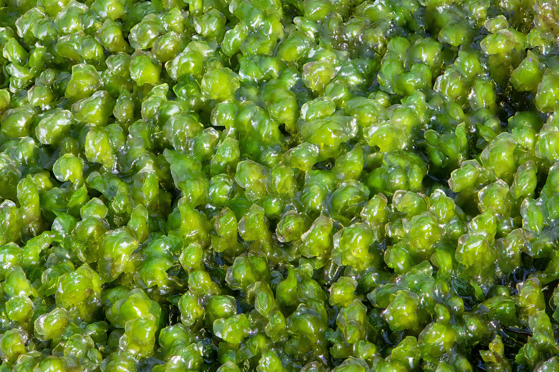 Bryophyte