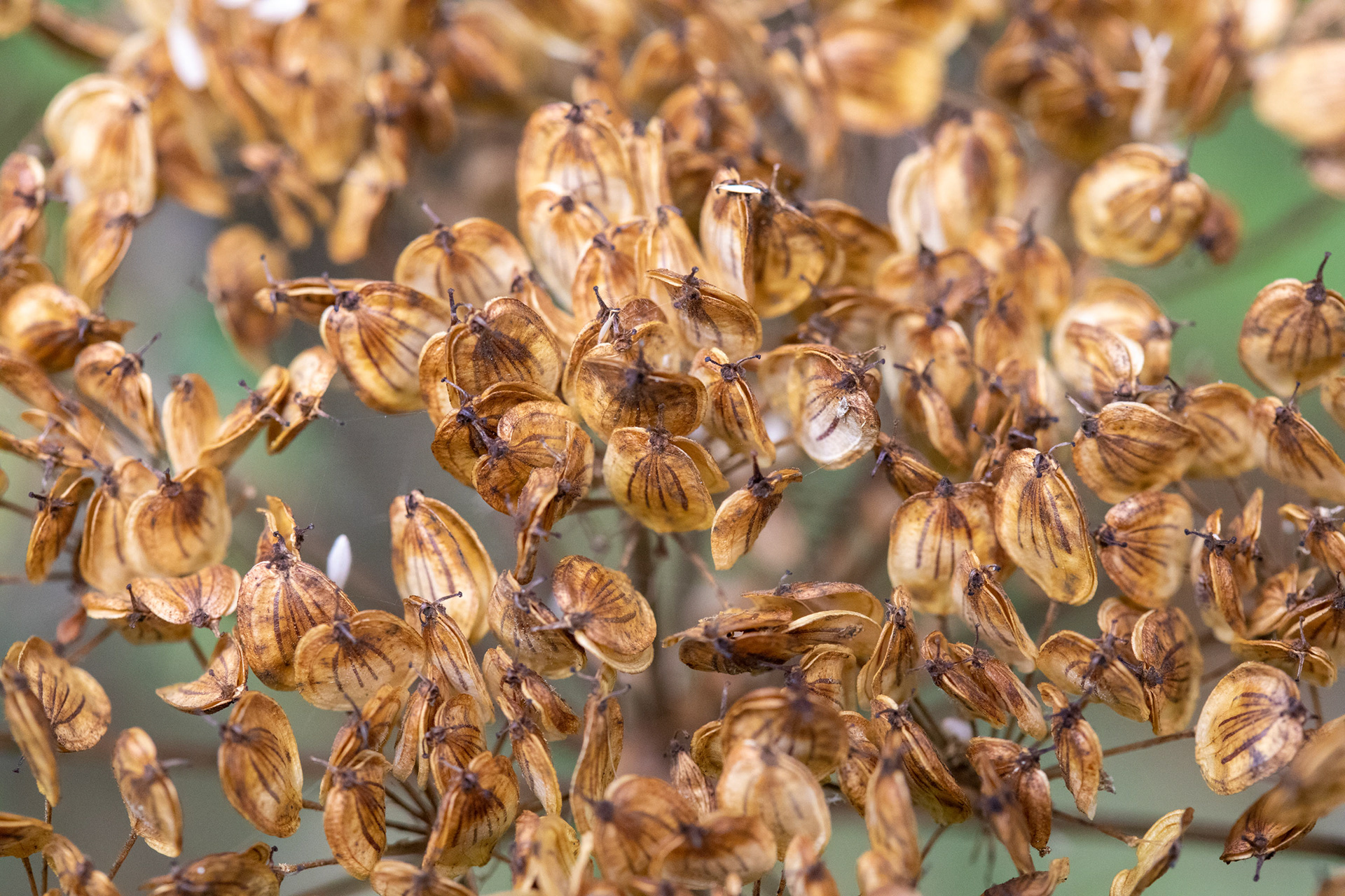 Hogweed seed head
