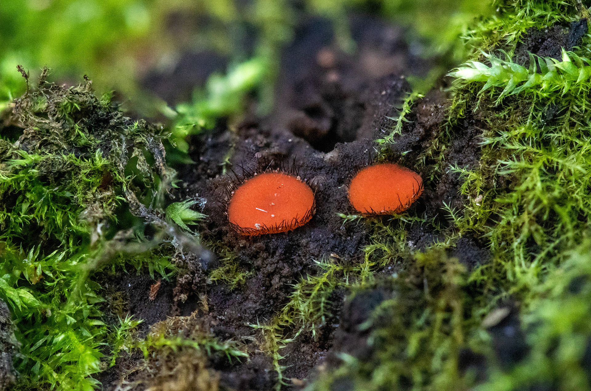 Eyelashfungus
