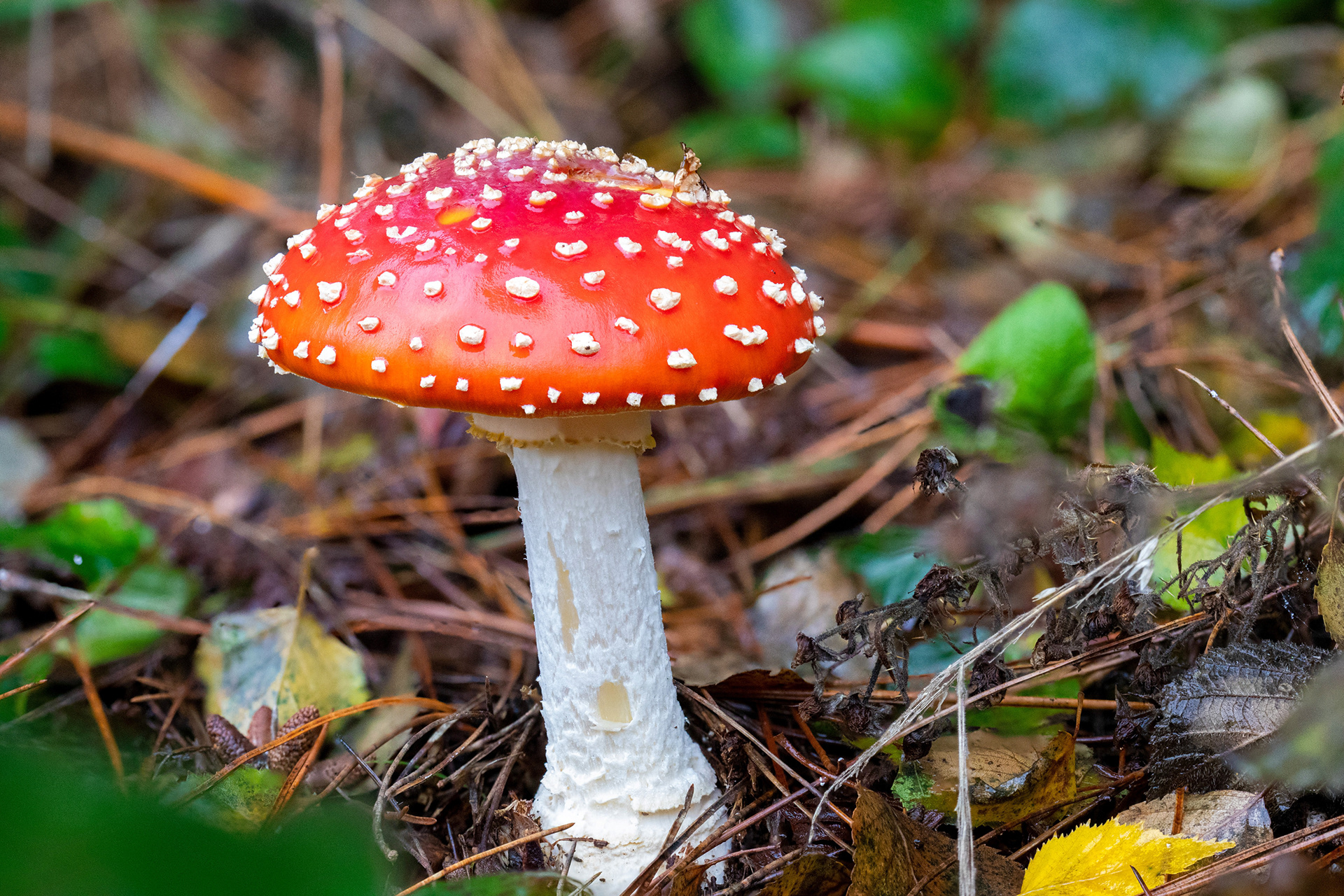 Fly Agaric