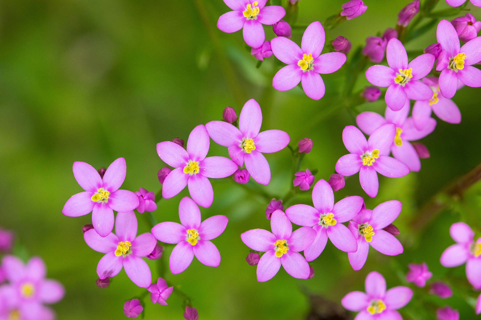Common Centaury