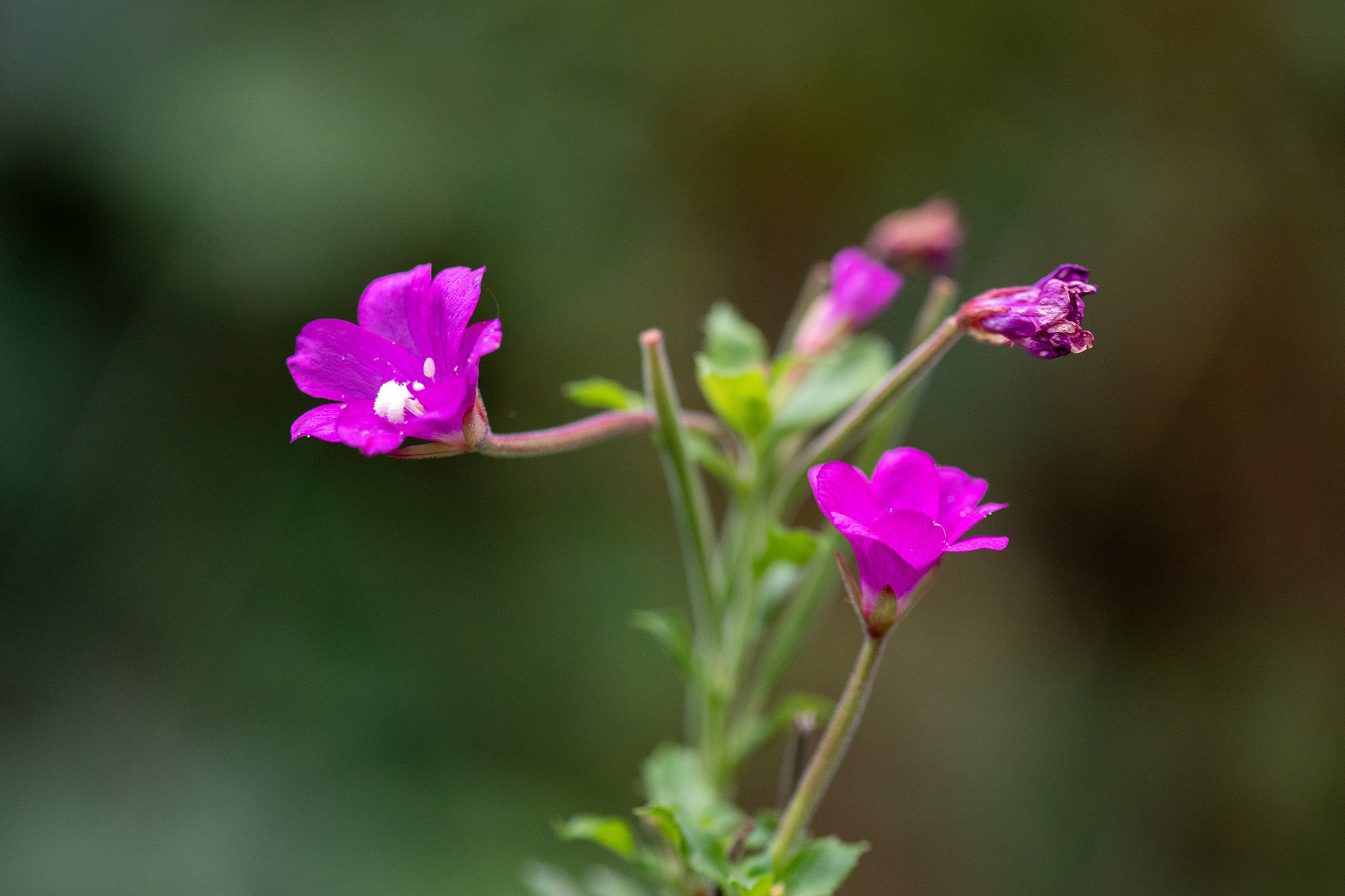 Willowherb