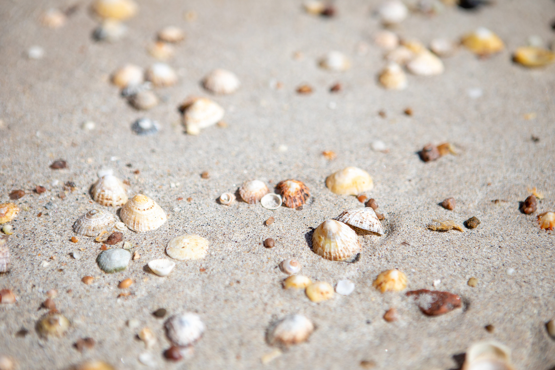 Limpet shells at Carrickfinn