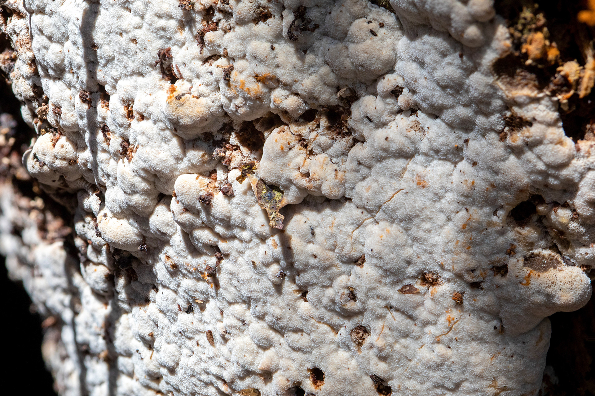 Fungus
