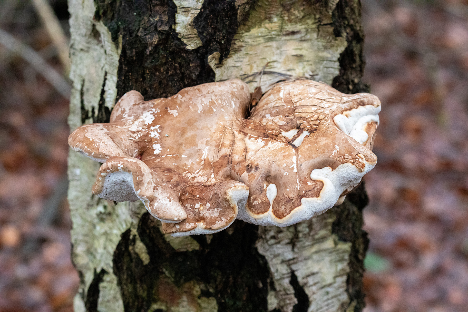 Birch Polypore