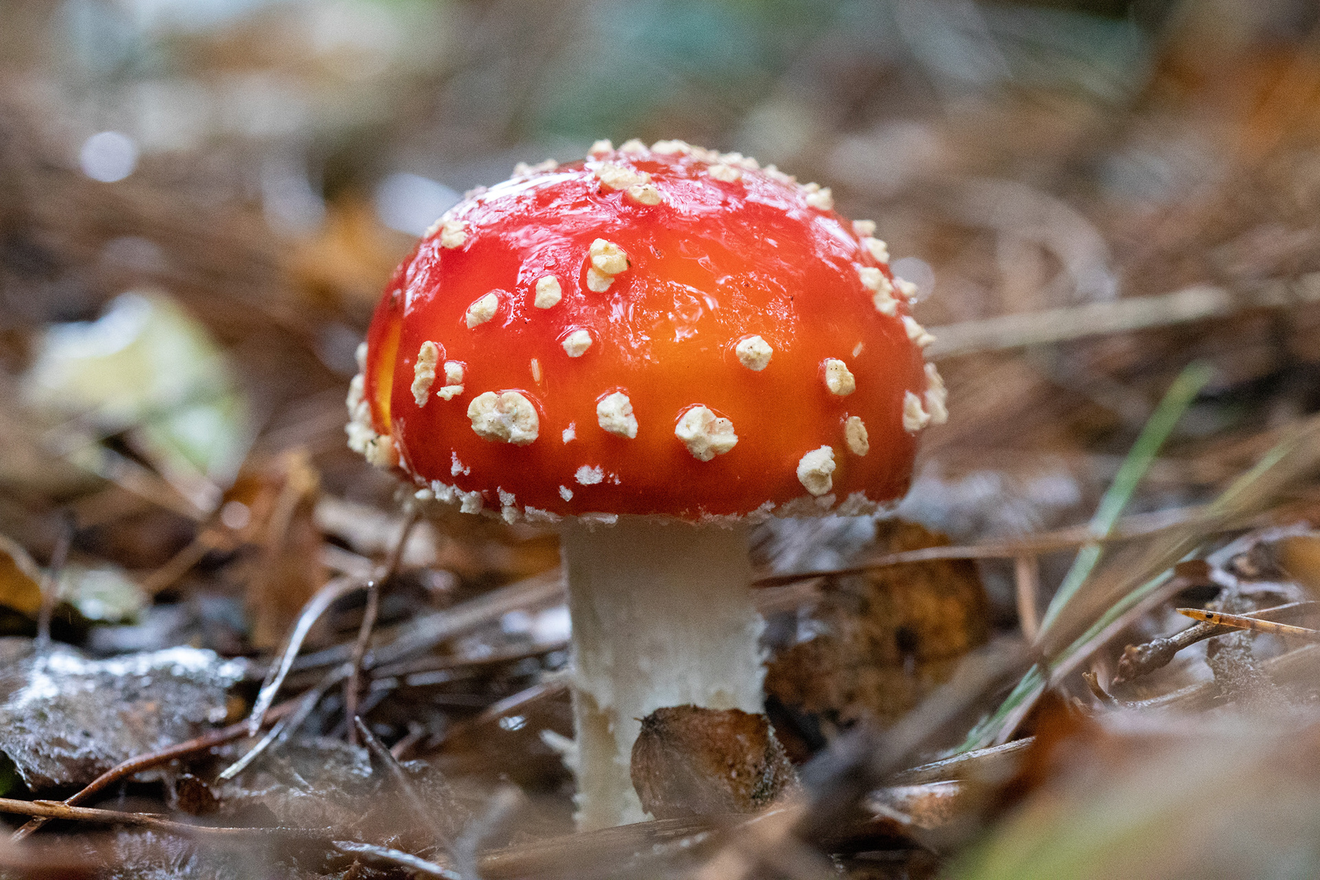 Fly Agaric
