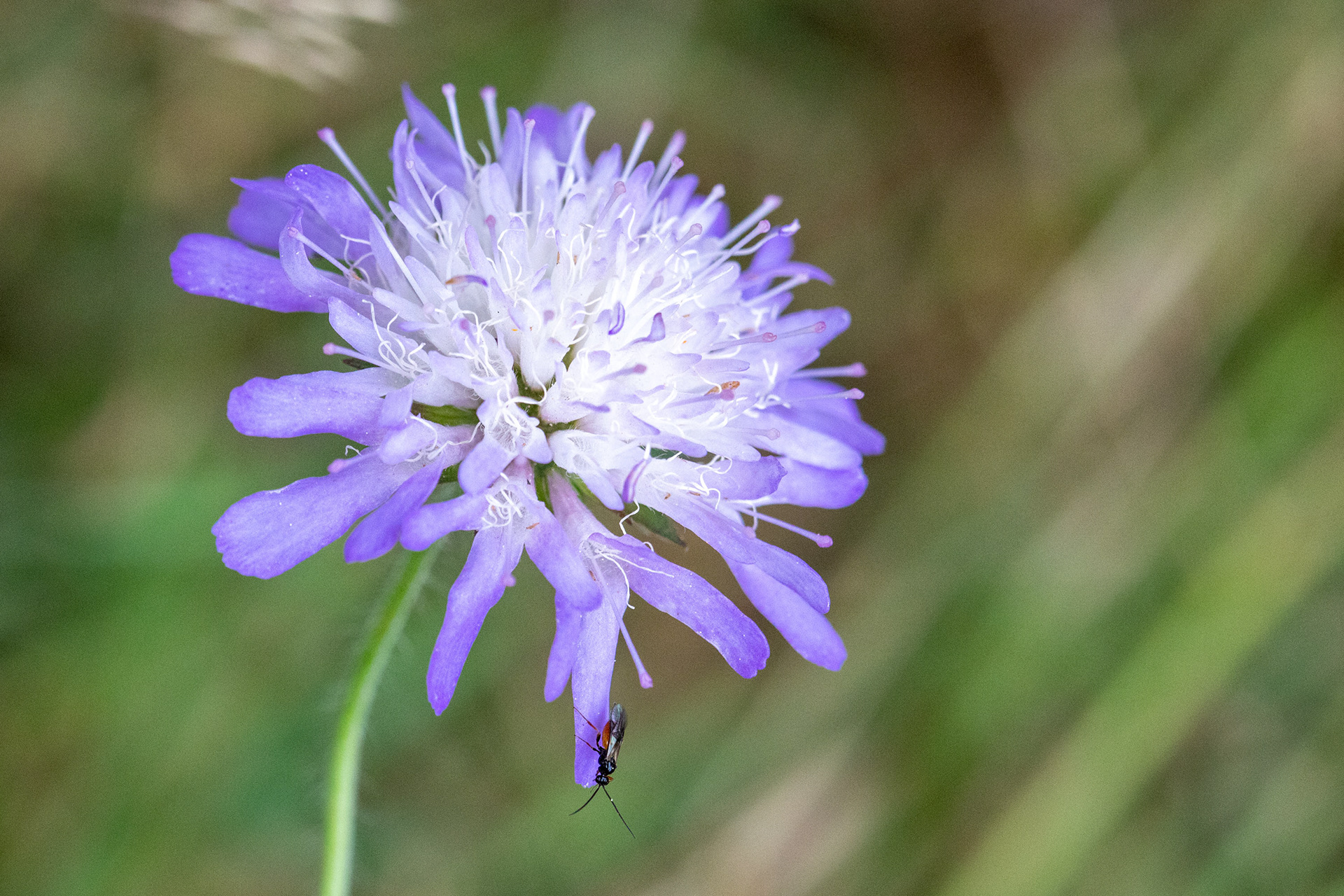 Field Scabious