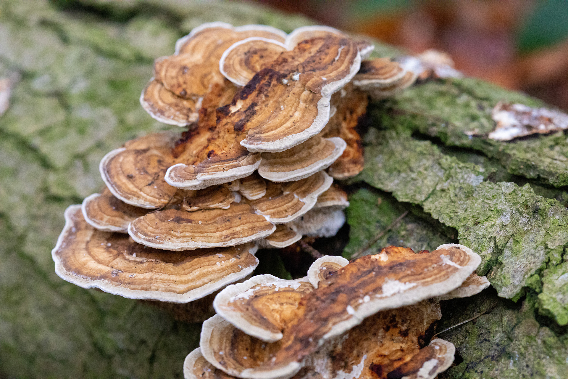 Turkey Tail
