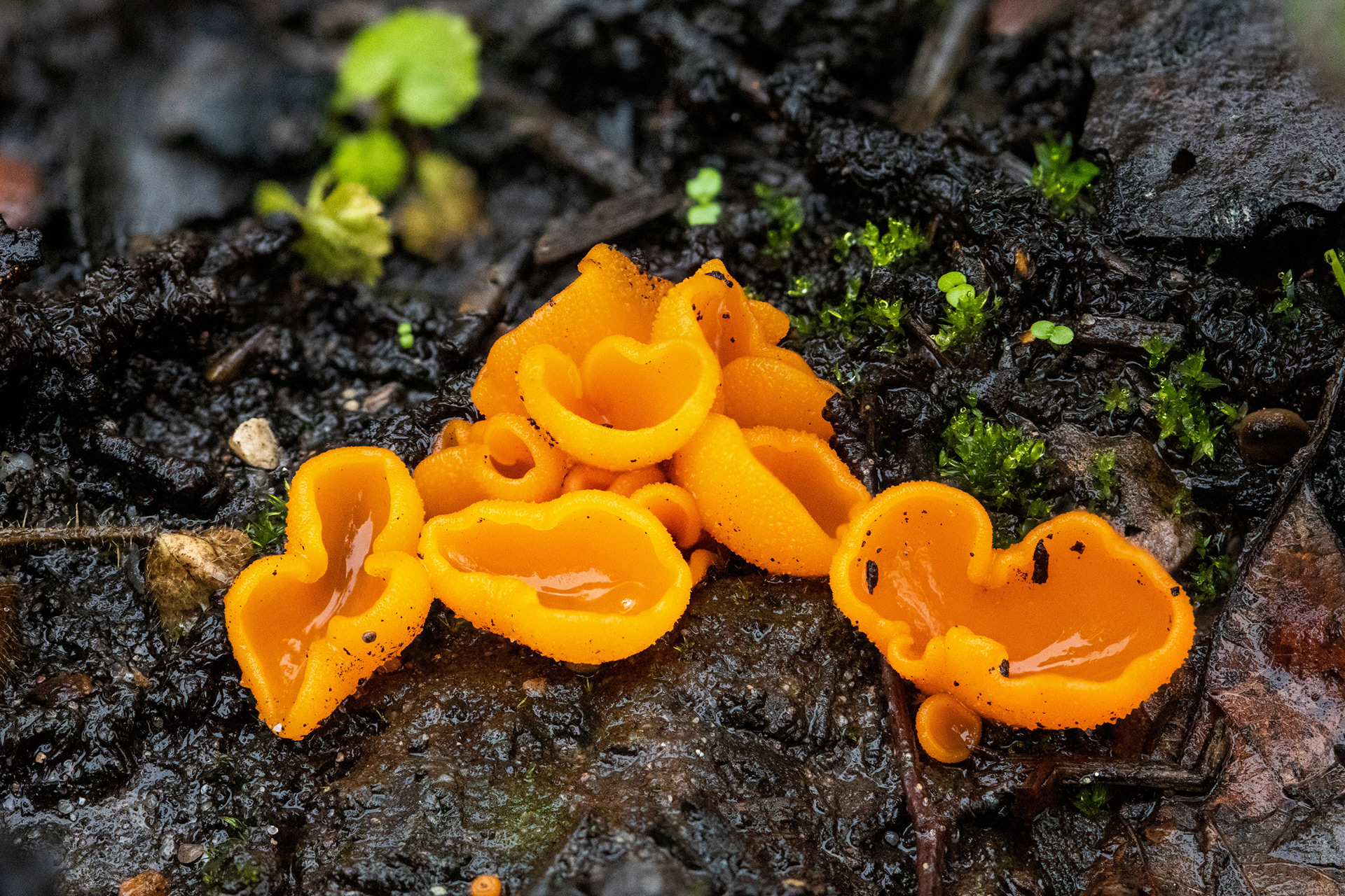 Orange Peel Fungus