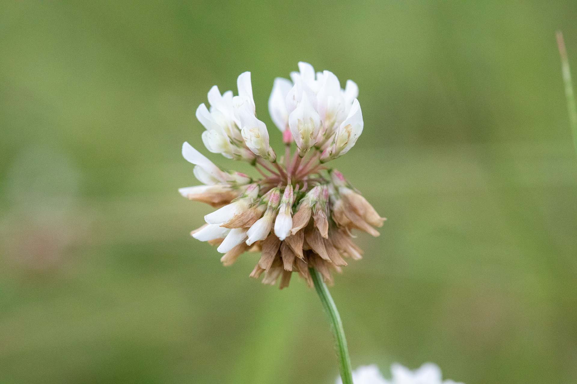Clover
