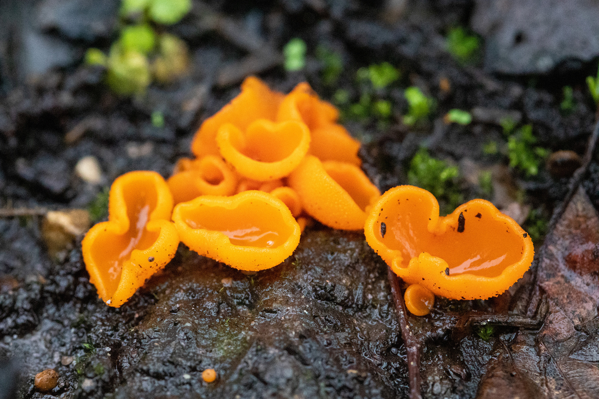 Orange Peel Fungus