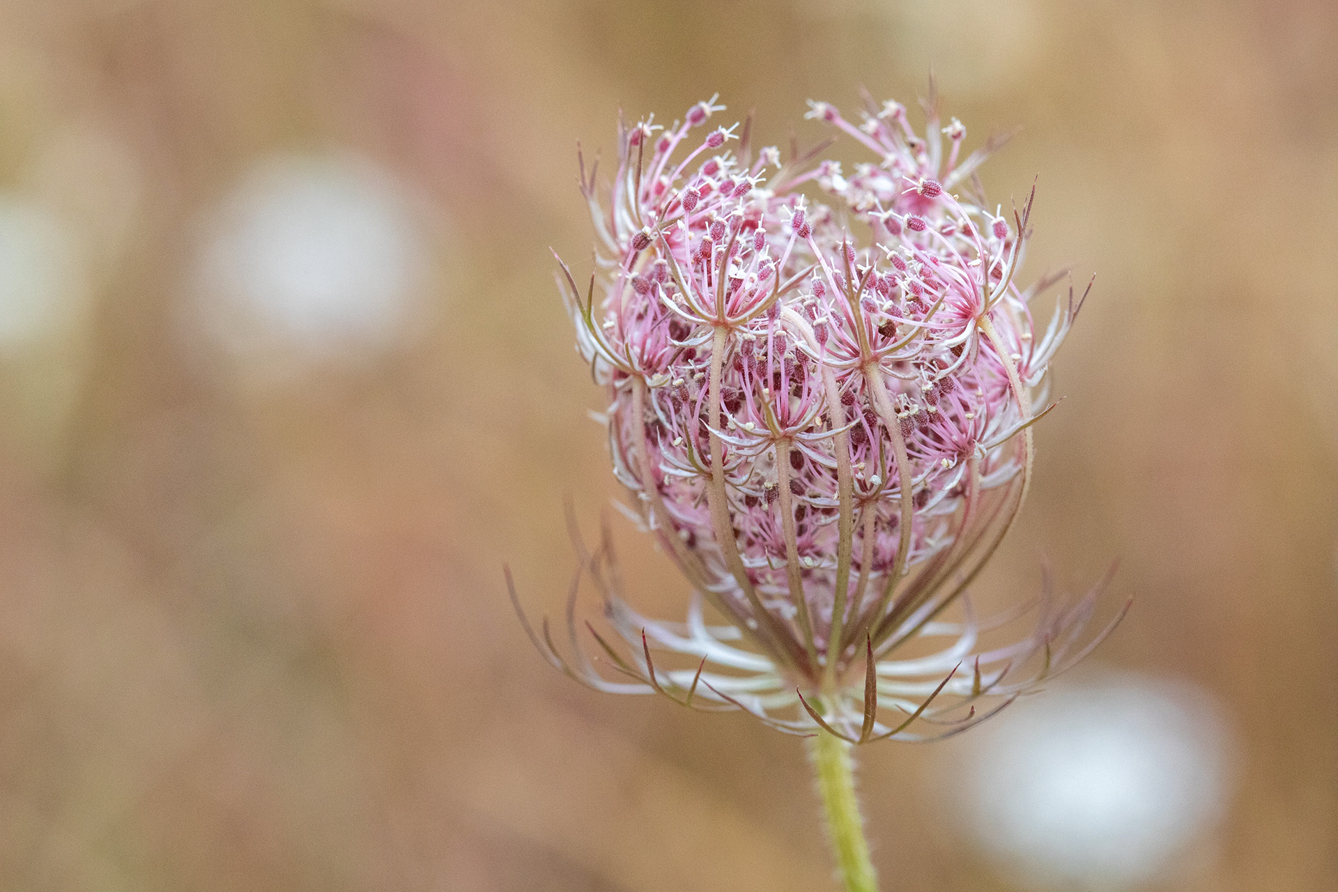 Wild Carrot