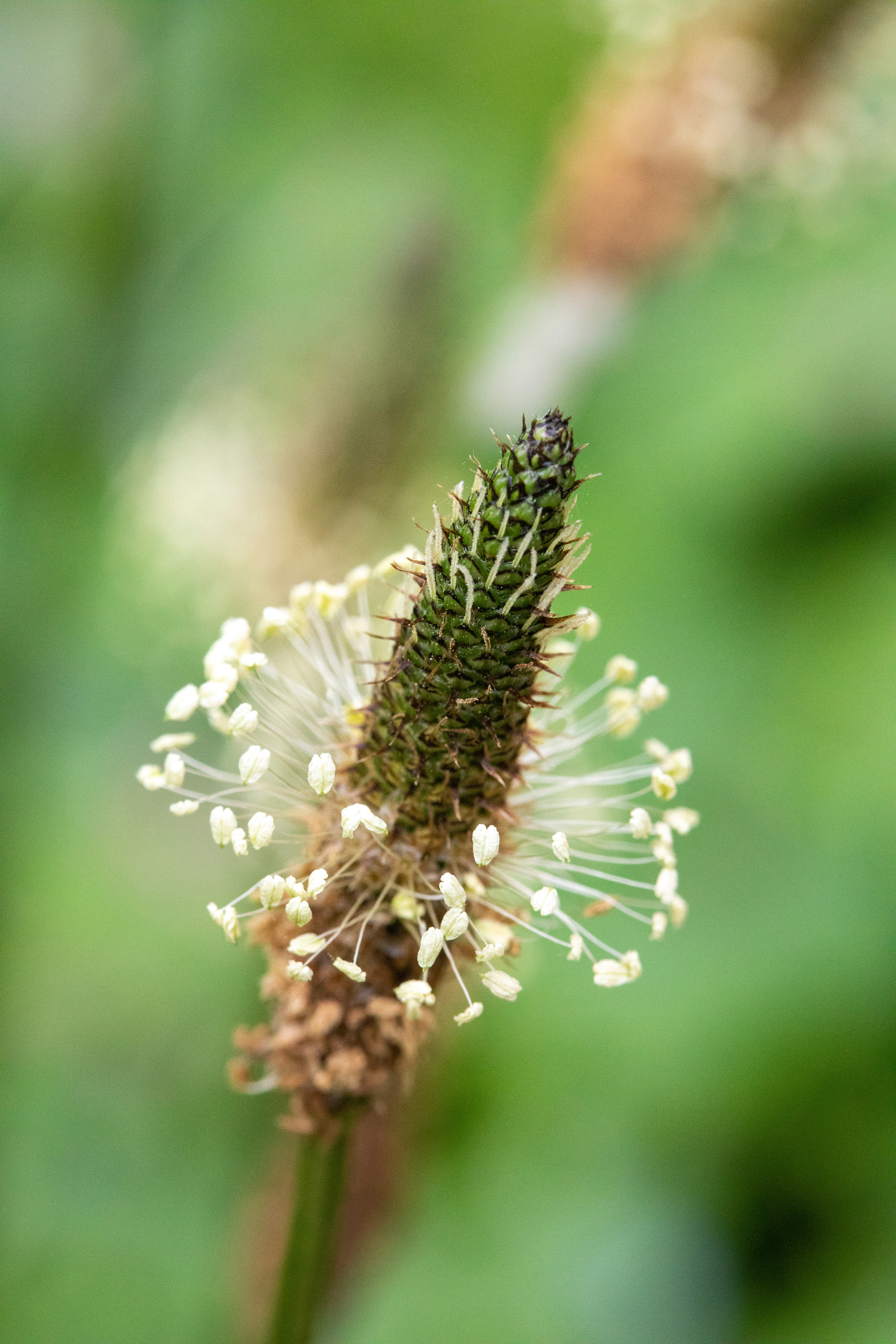 Ribwort Plantain