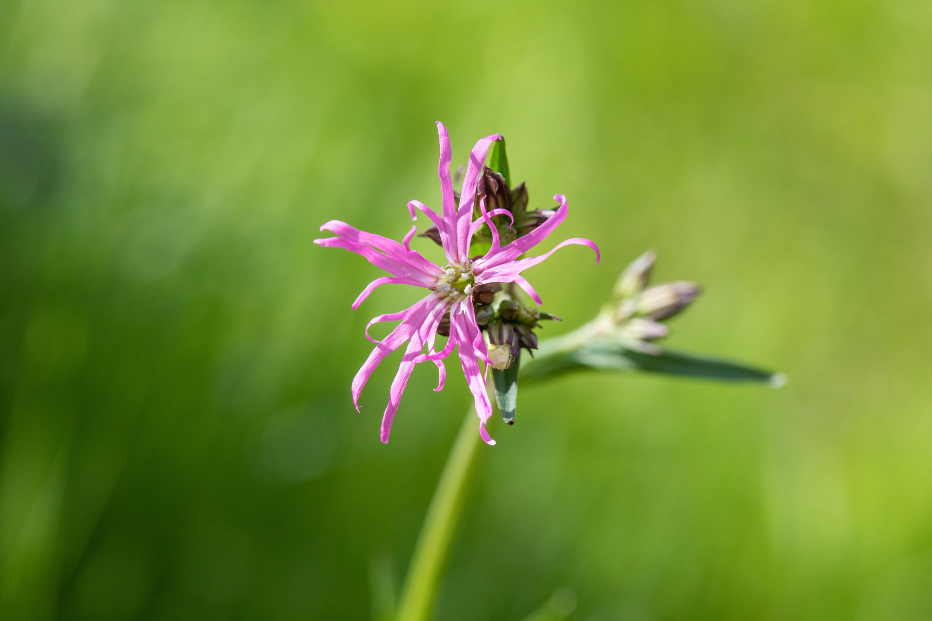 Ragged Robin