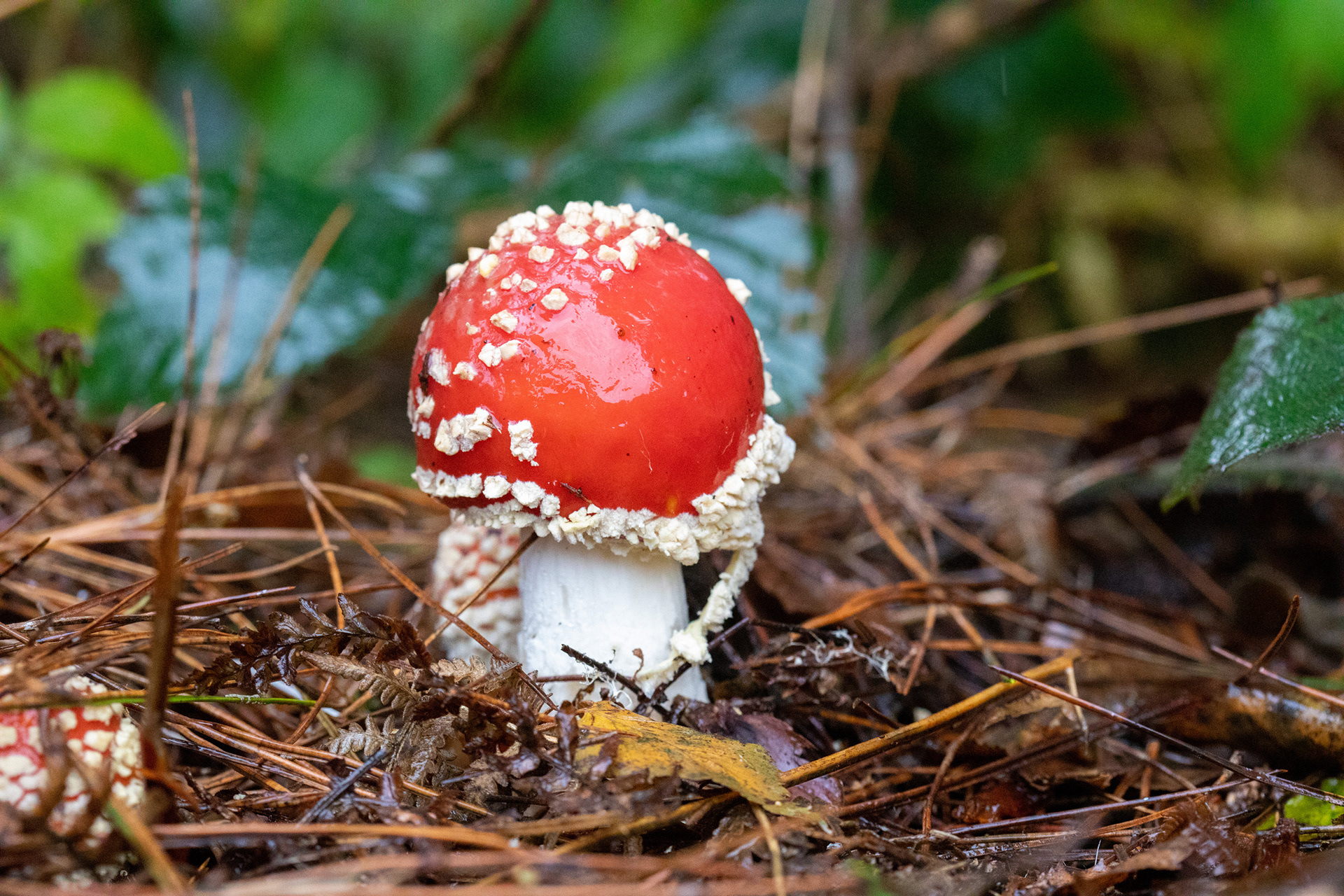 Fly Agaric
