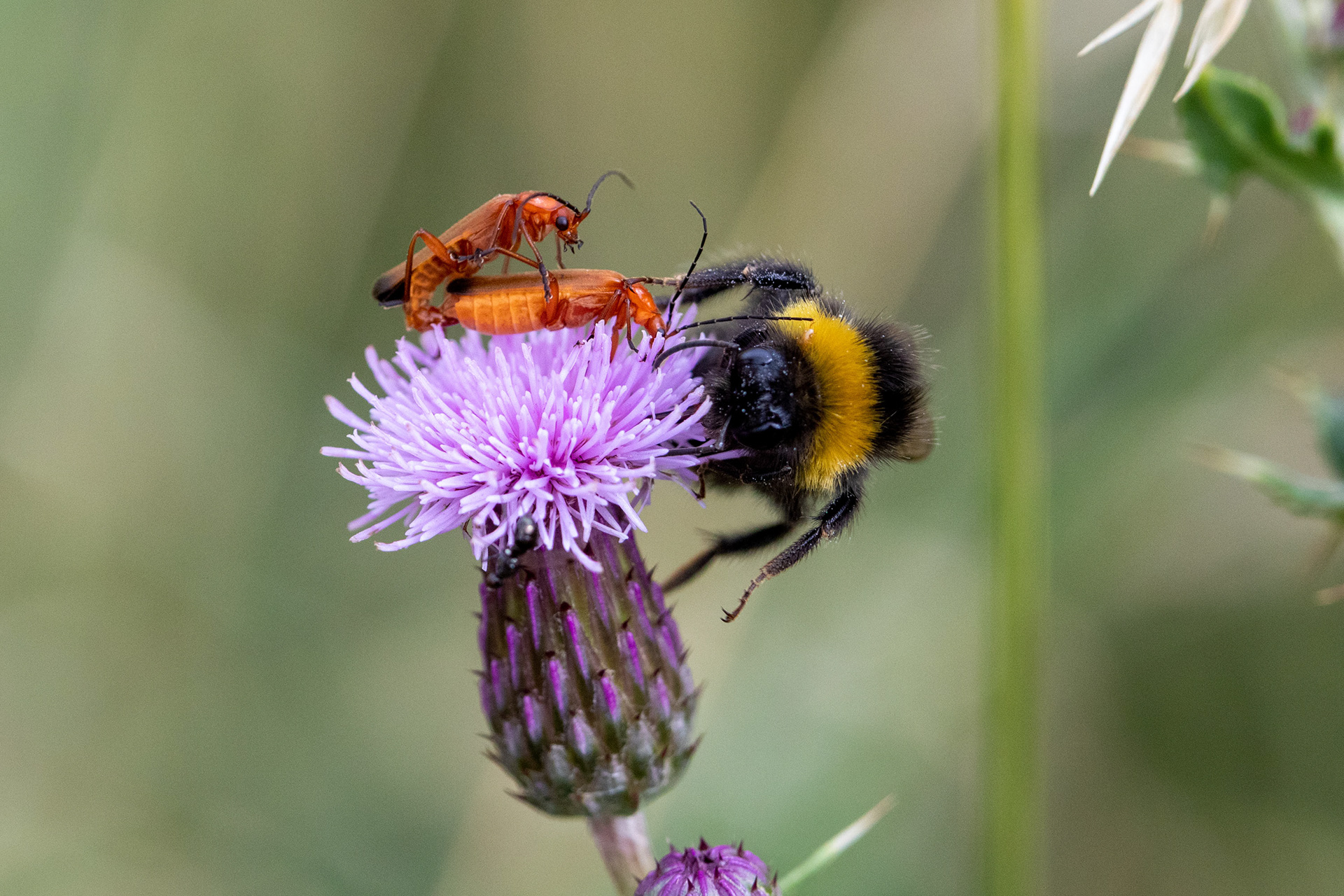 Solider beetles, creeping thistle, bee