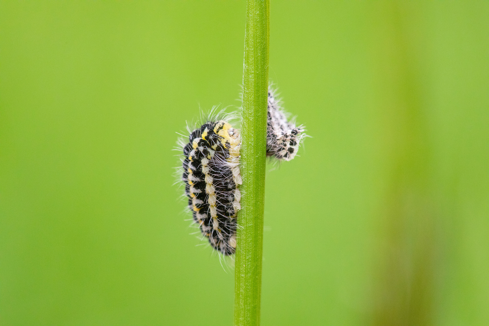 6 Sport Burnet Caterpillar