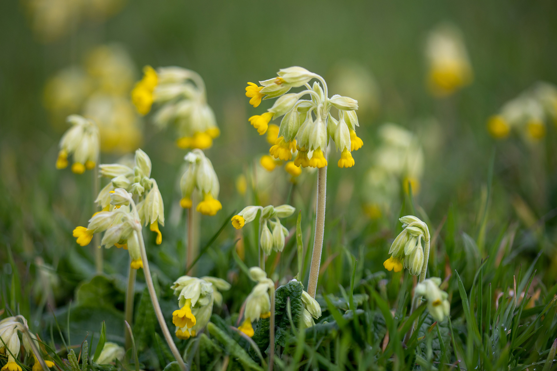 Cowslip