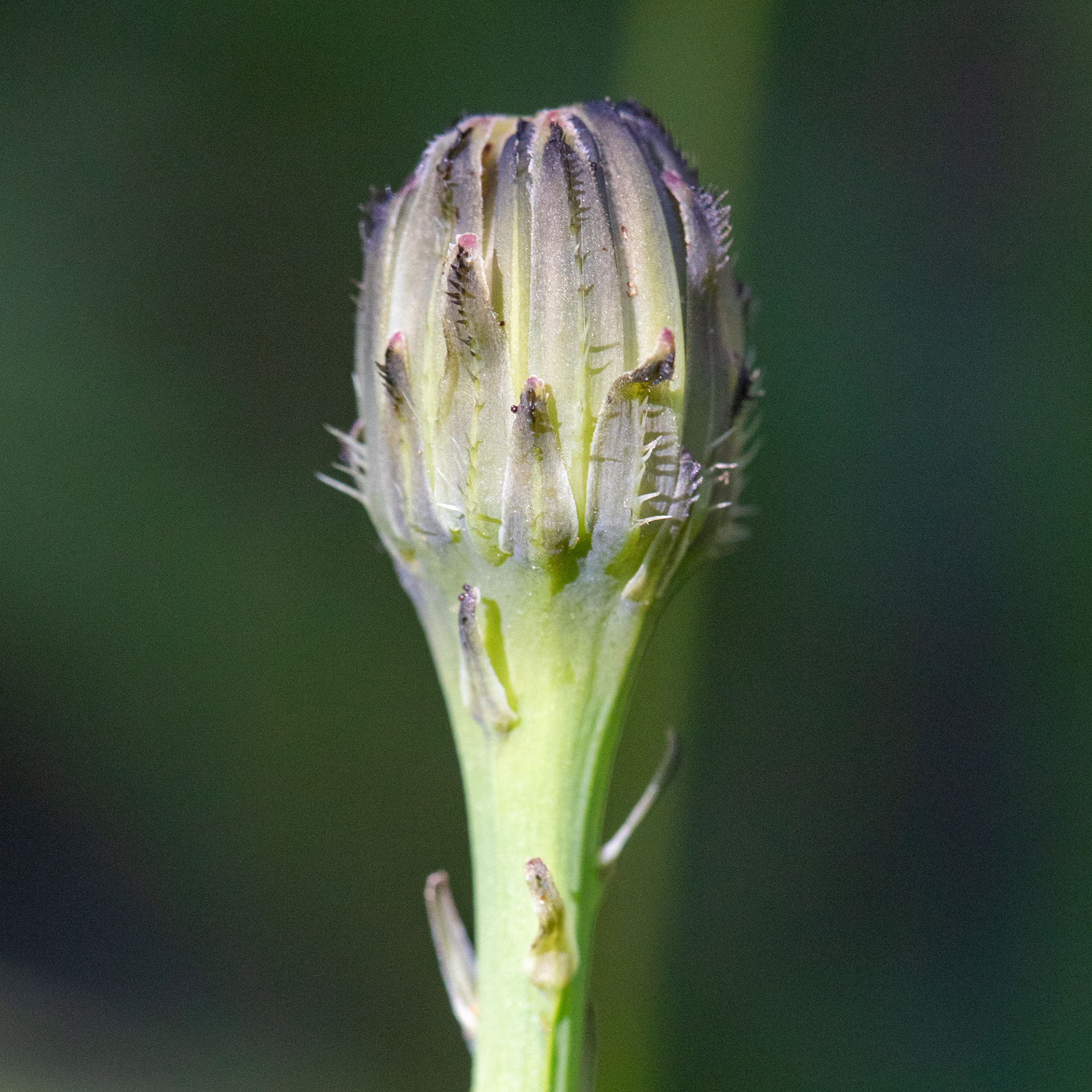 Hawkbit