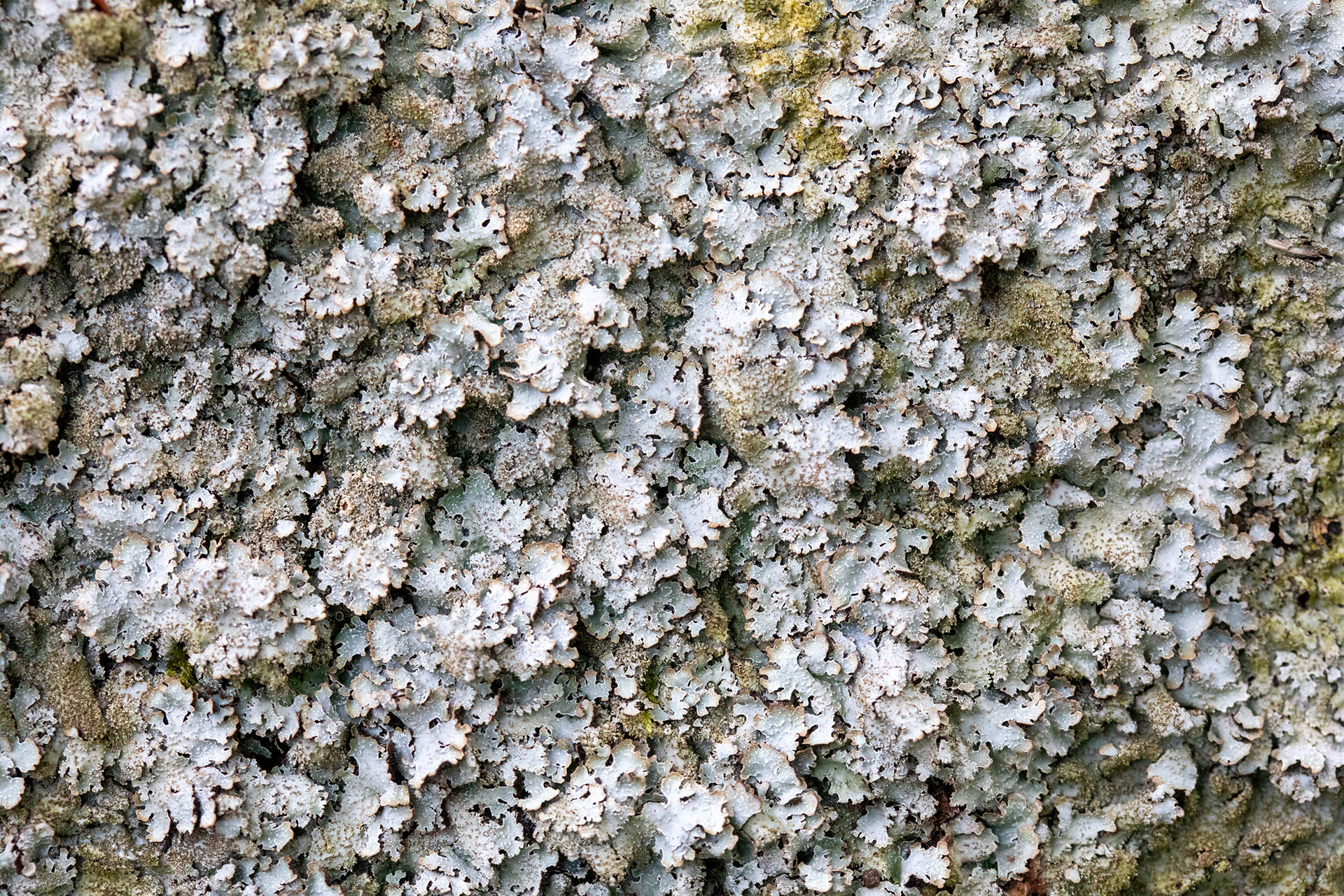 Lichen