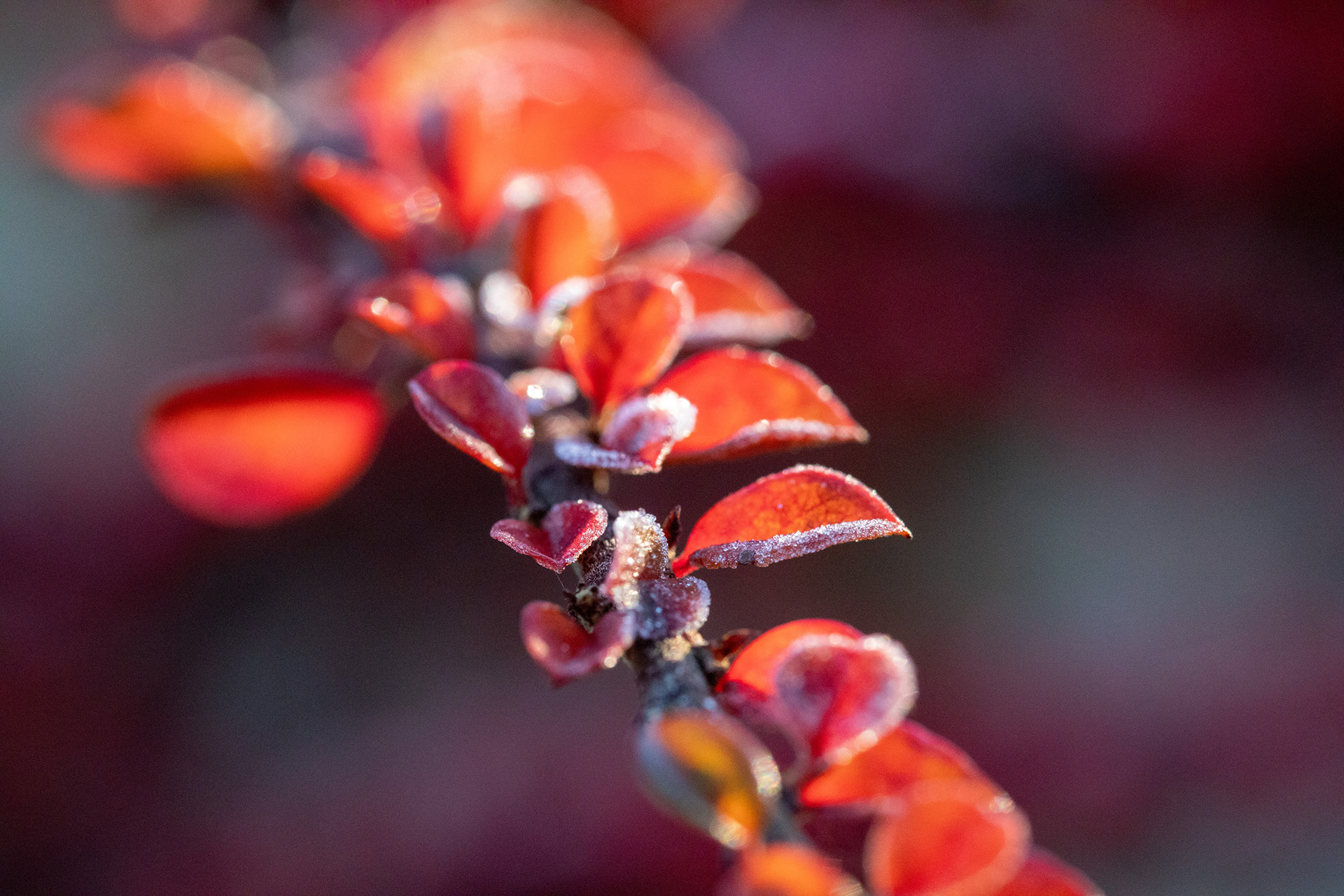 Cotoneaster