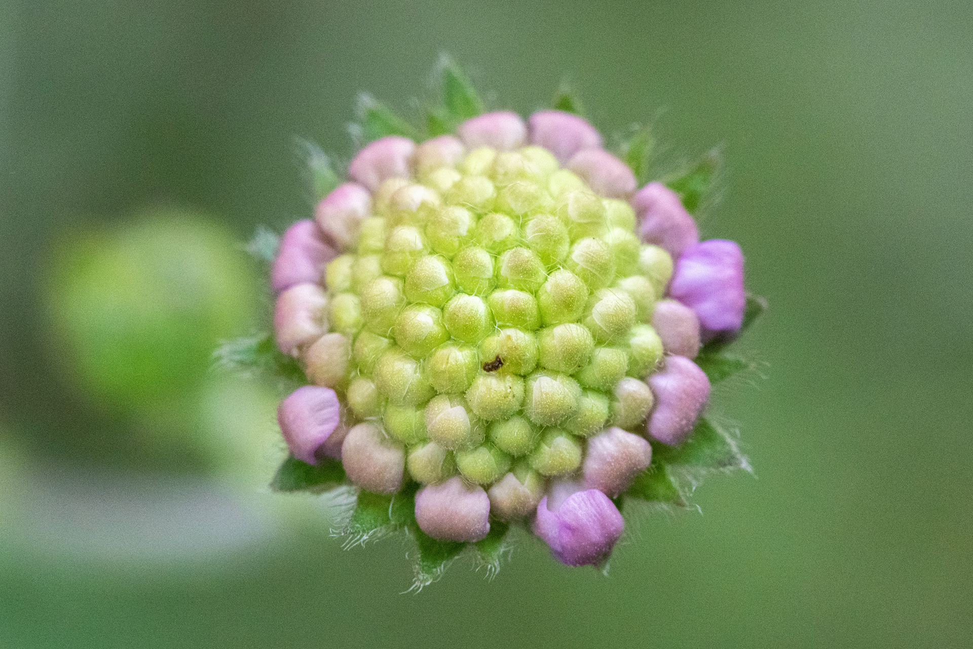 Field Scabious