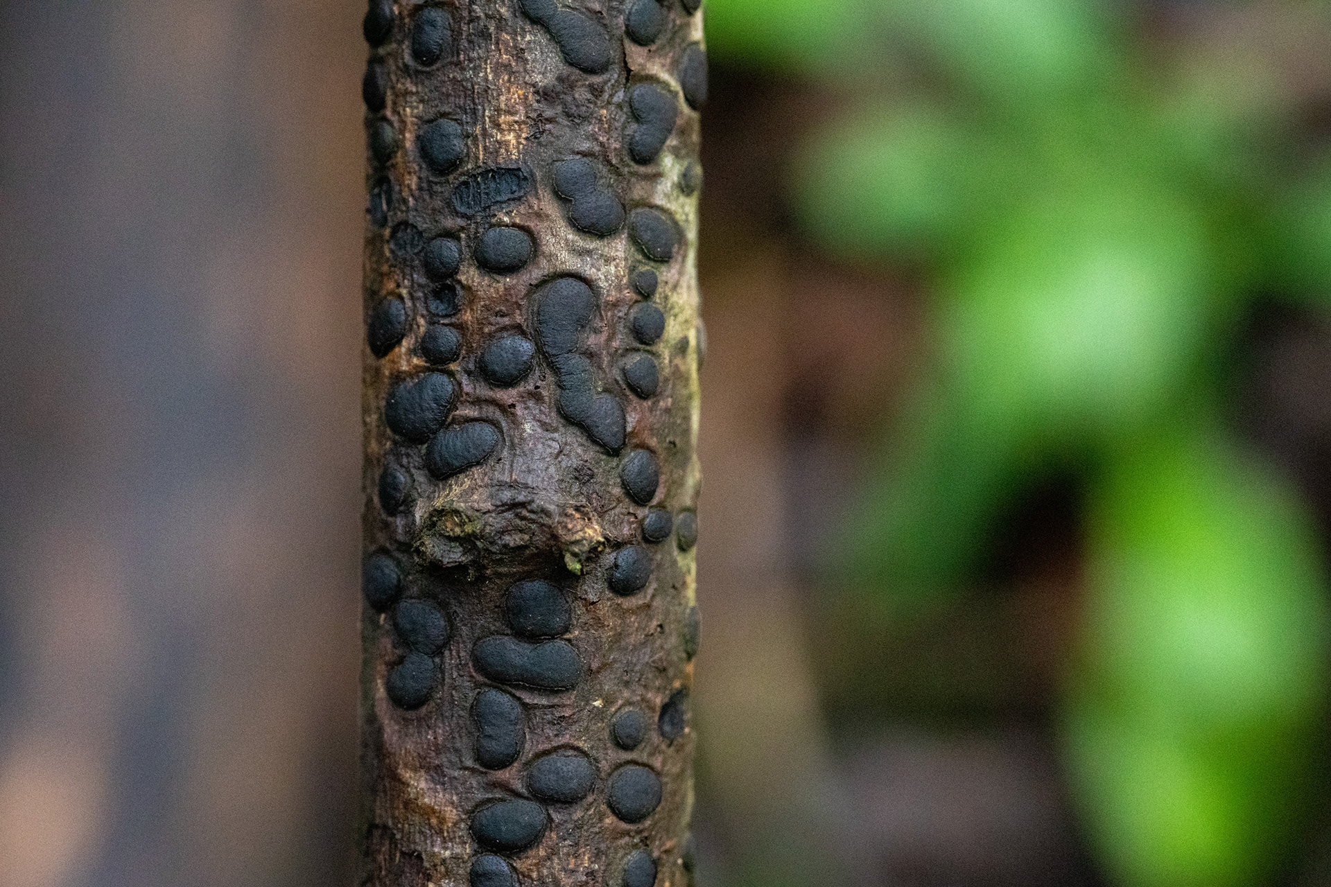 Diatrype sp.