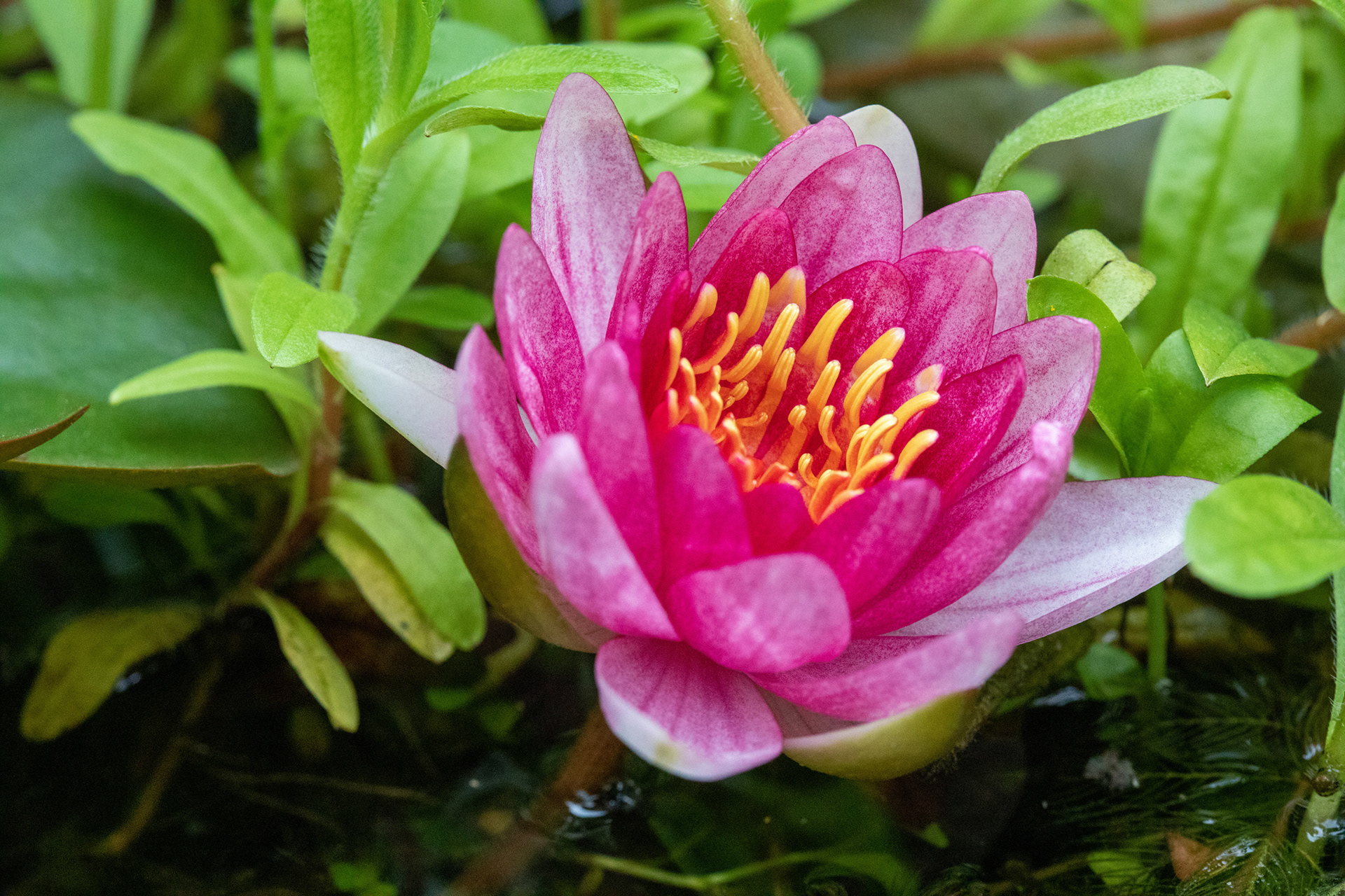 Water Lily