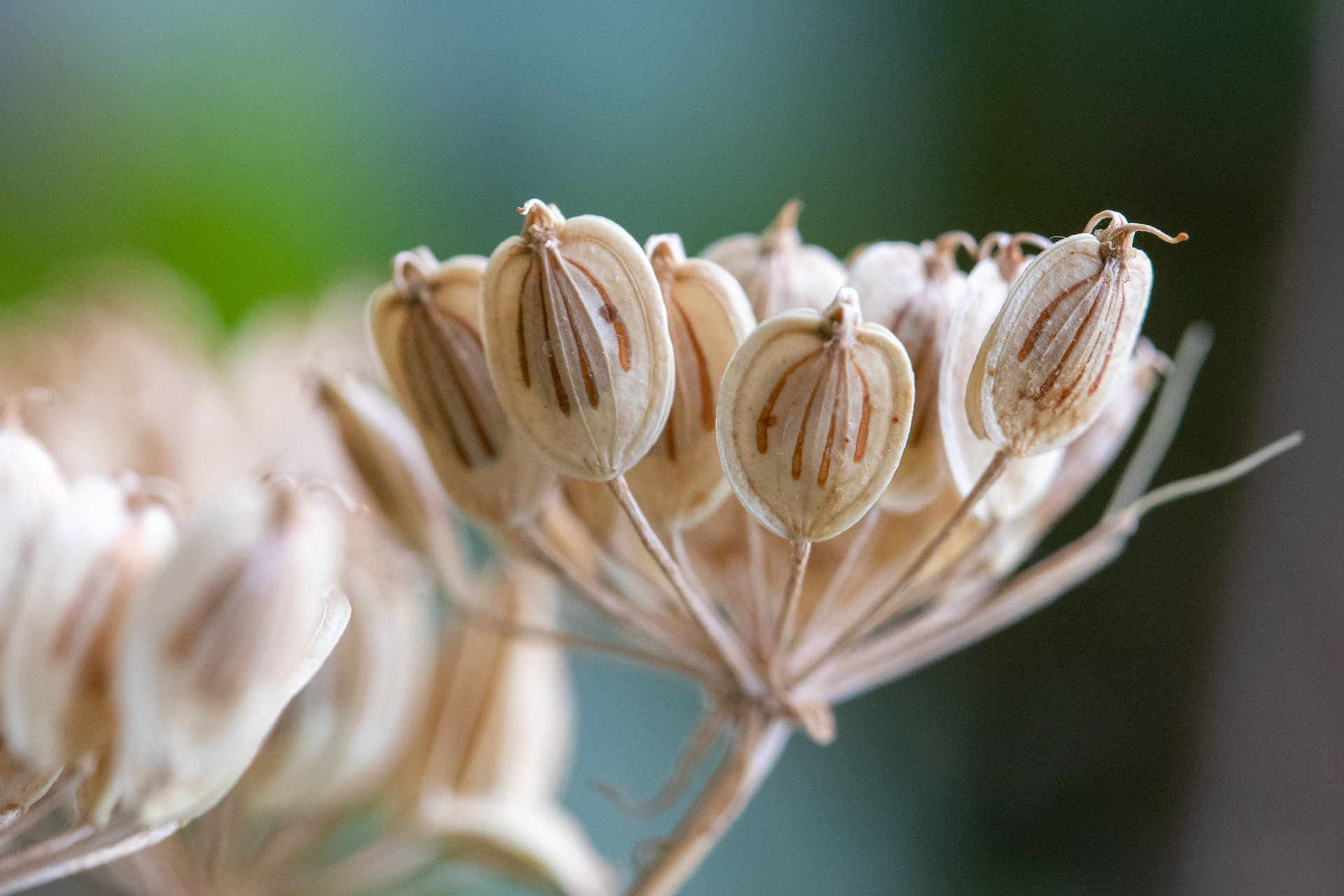 Hogweed seed head