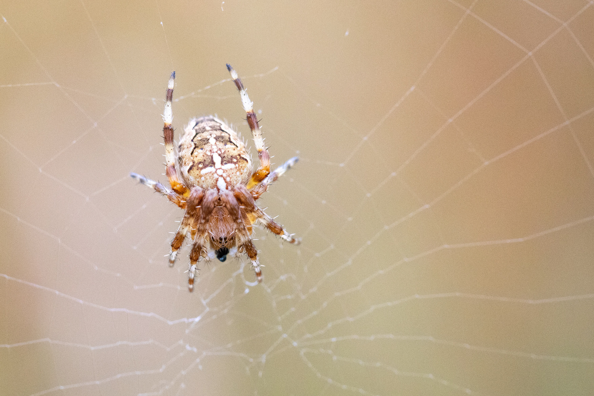 Garden orb spider