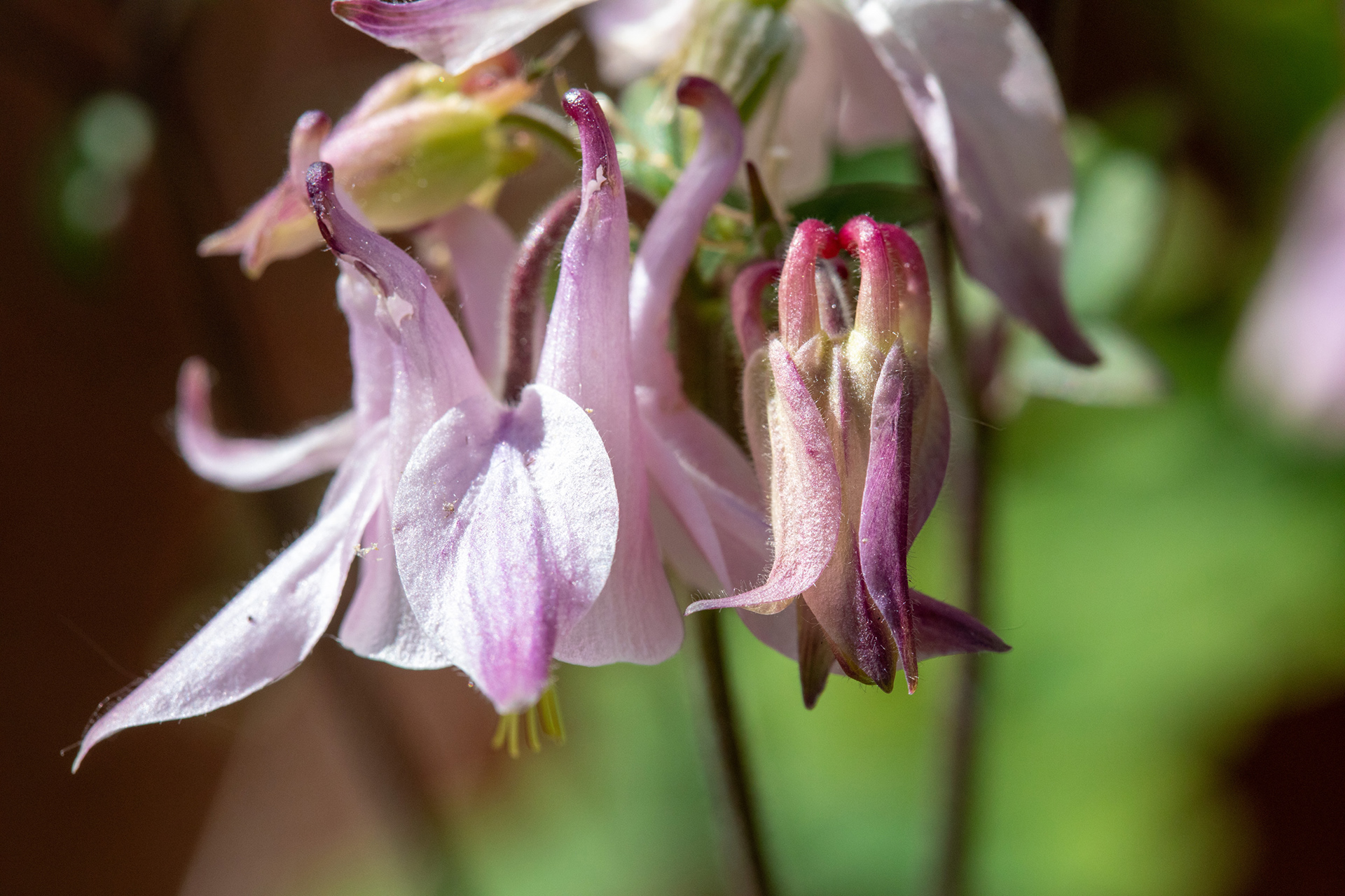 Columbine